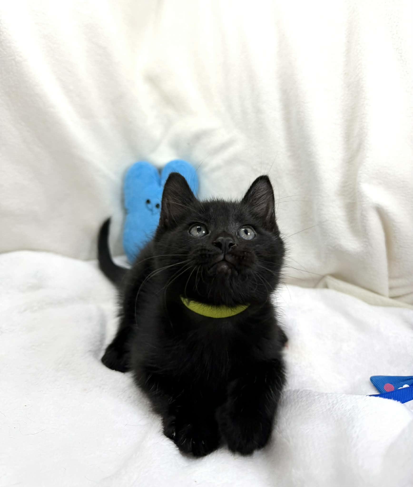 Enlarge Fabian , an adopted Domestic Short Hair in Tavares, FL image 1/4