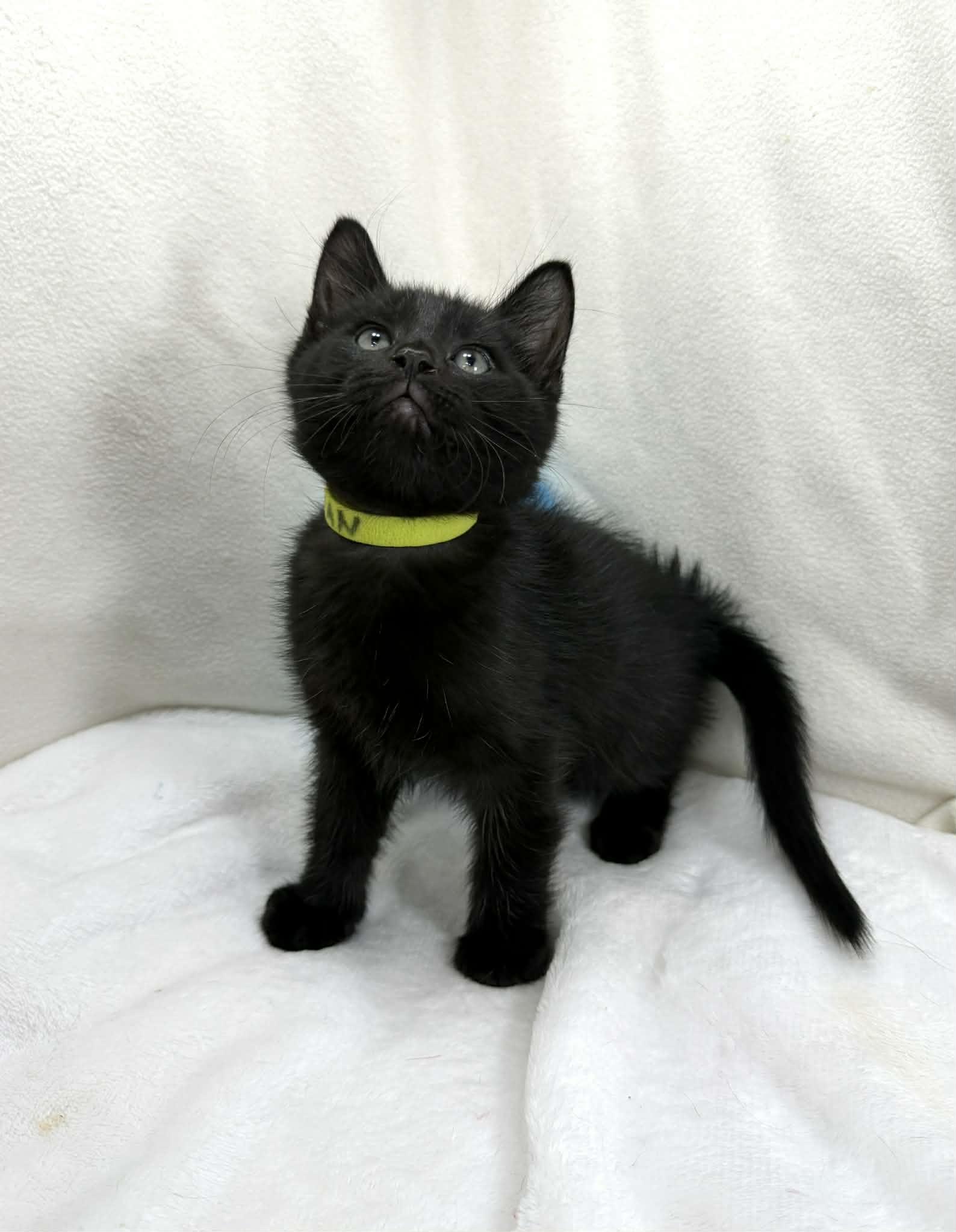 Enlarge Fabian , an adopted Domestic Short Hair in Tavares, FL image 2/4