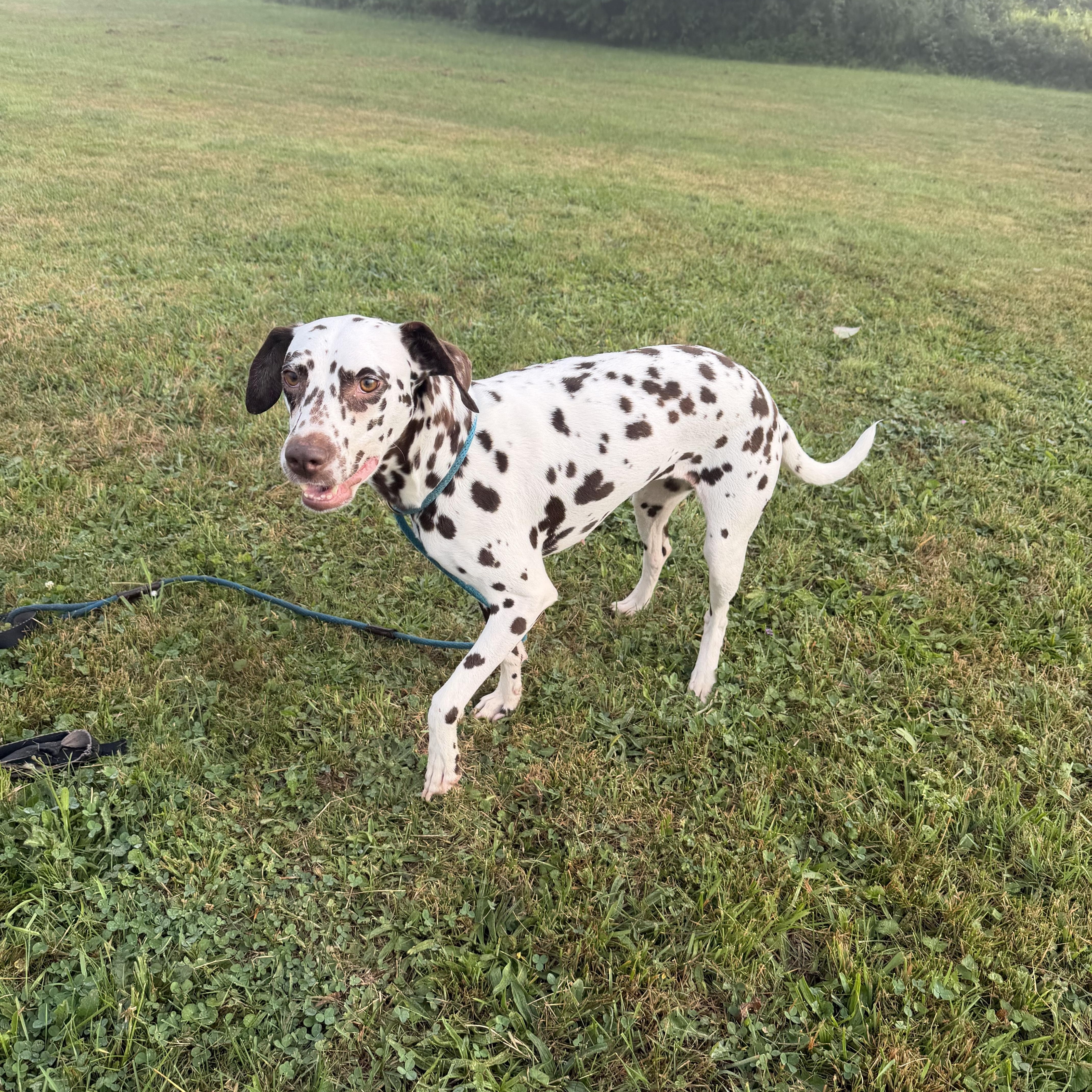 Daisy - sweet, friendly and playful, a Adoptable Dalmatian in oriskany, NY image 3/4
