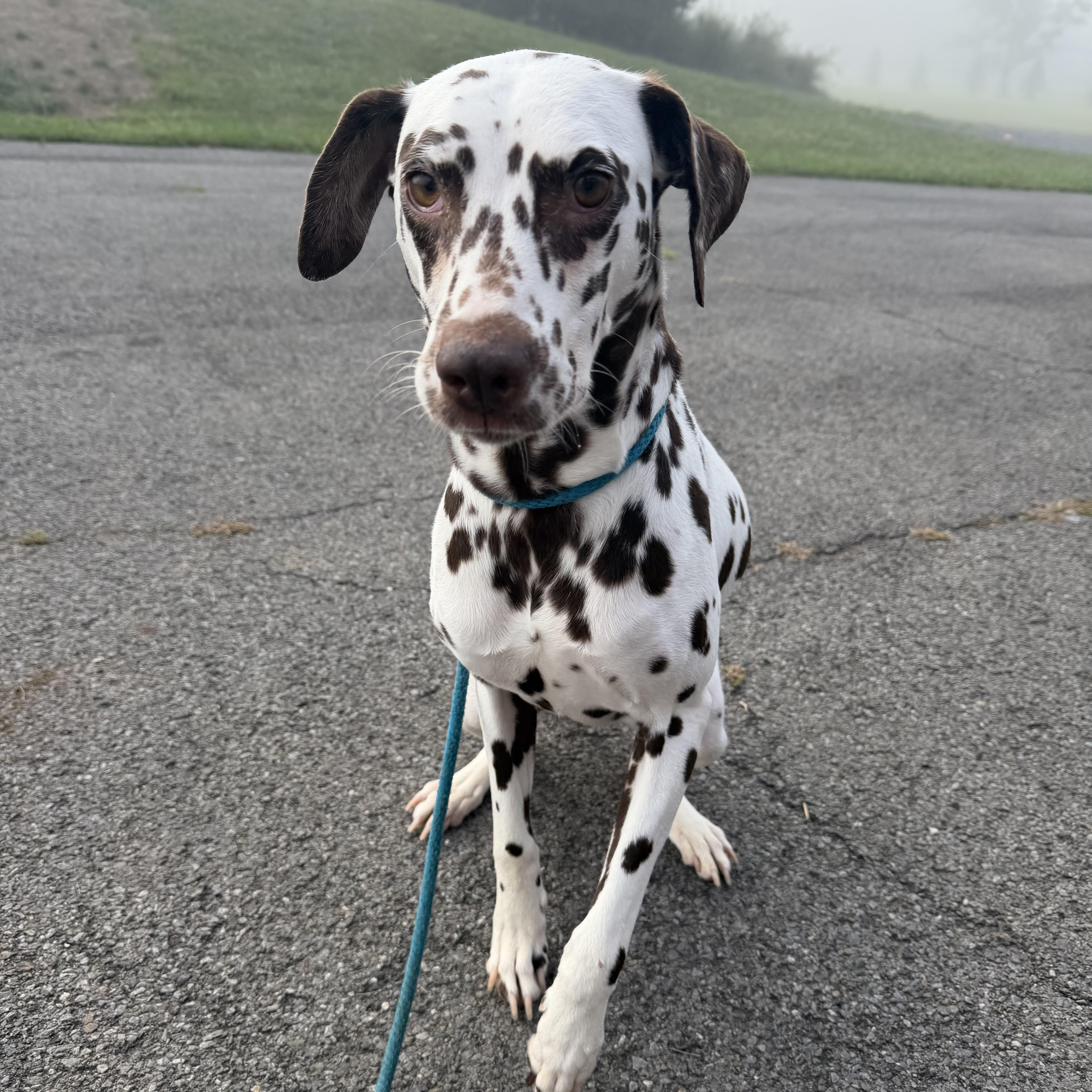 Daisy - sweet, friendly and playful, a Adoptable Dalmatian in oriskany, NY image 2/4