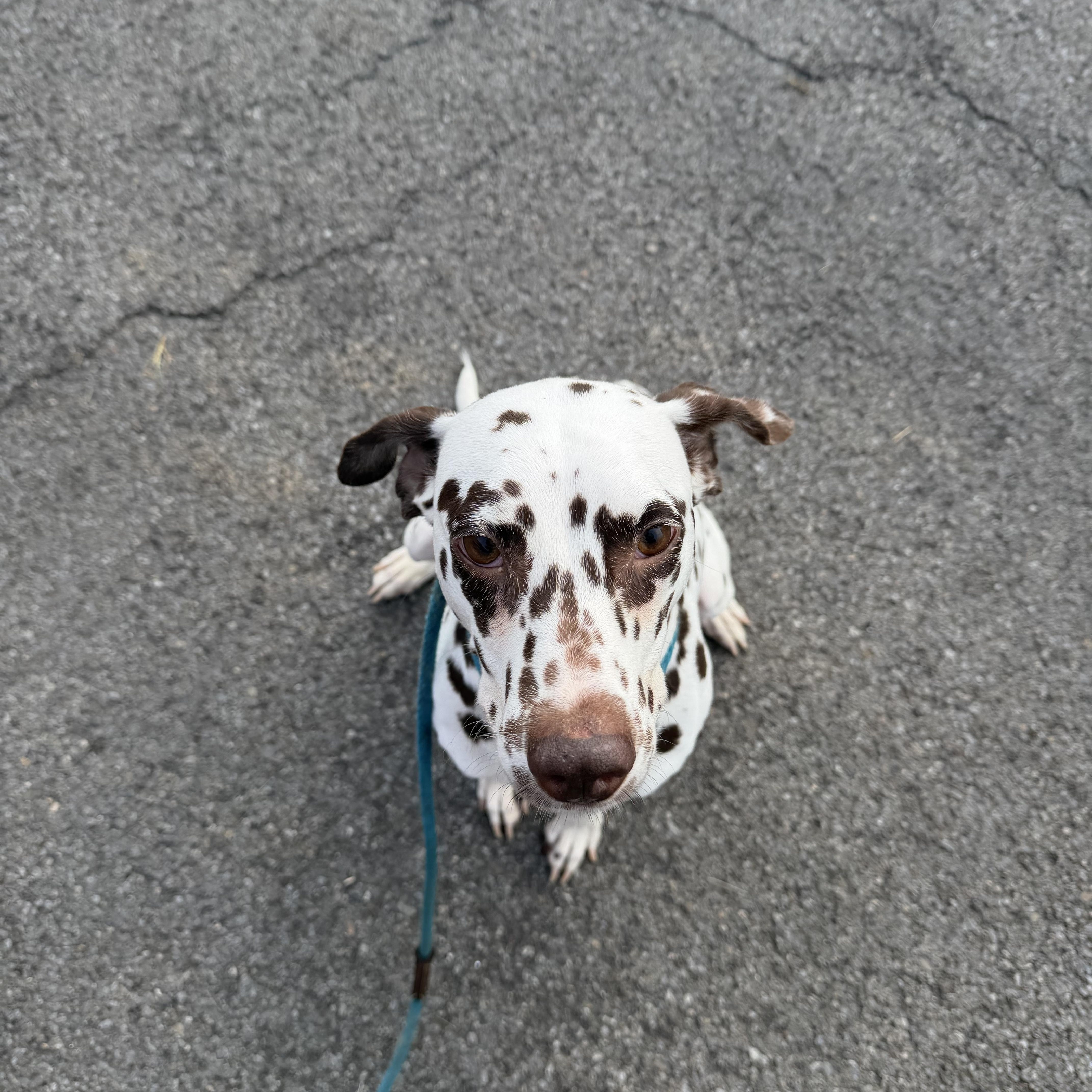 Daisy - sweet, friendly and playful, a Adoptable Dalmatian in oriskany, NY image 4/4