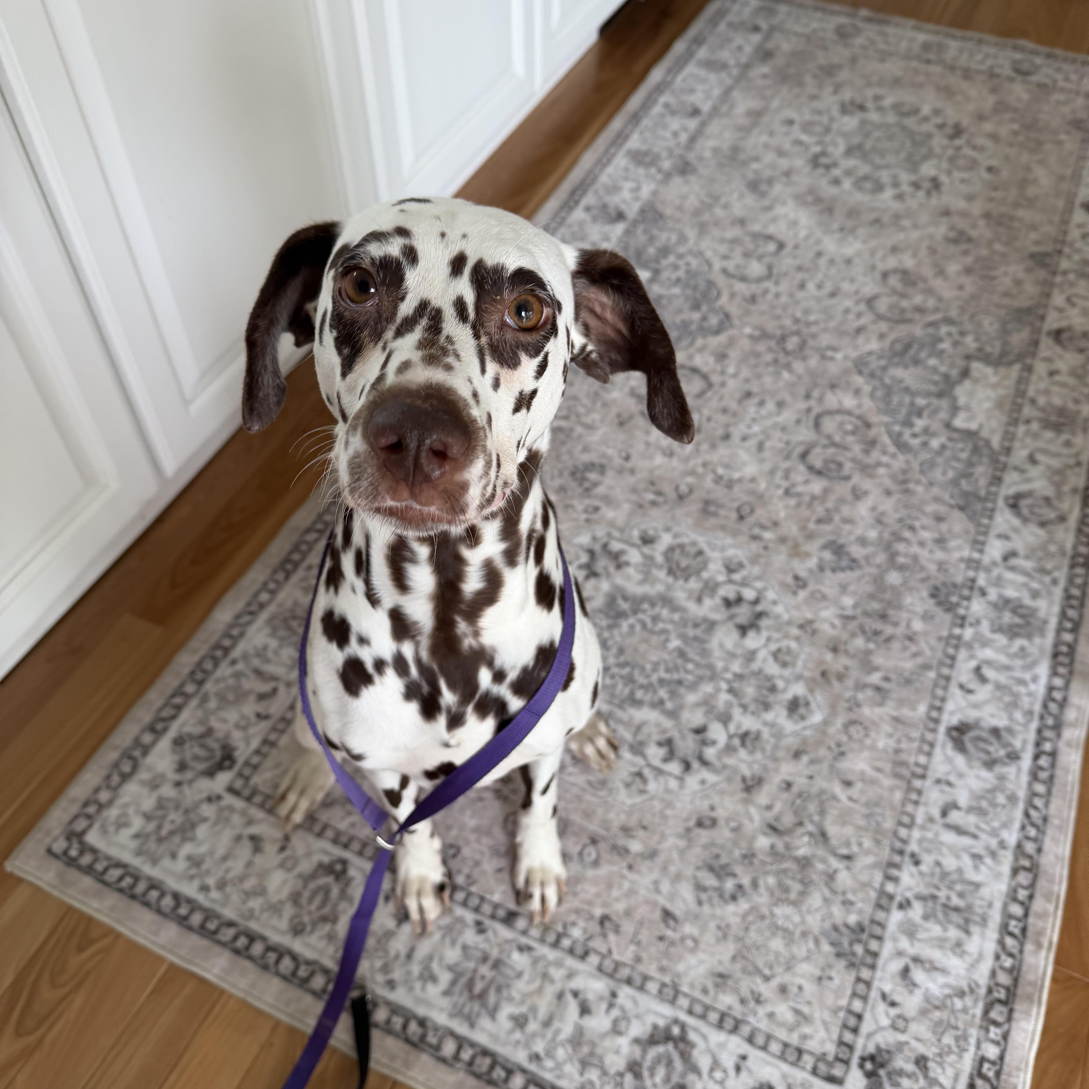 Daisy - sweet, friendly and playful, Adoptable, Young Female Dalmatian.