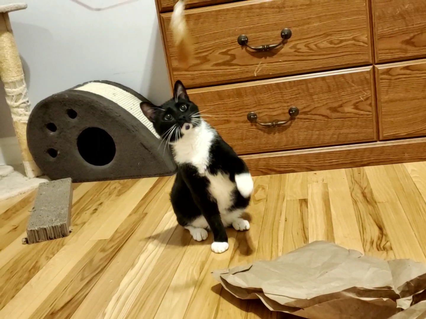 Enlarge Griffin, a Adoptable mixed breed in Bel Air, MD image 4/4