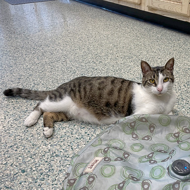 Sherman, a Adoptable mixed breed in Huntley, IL image 4/6