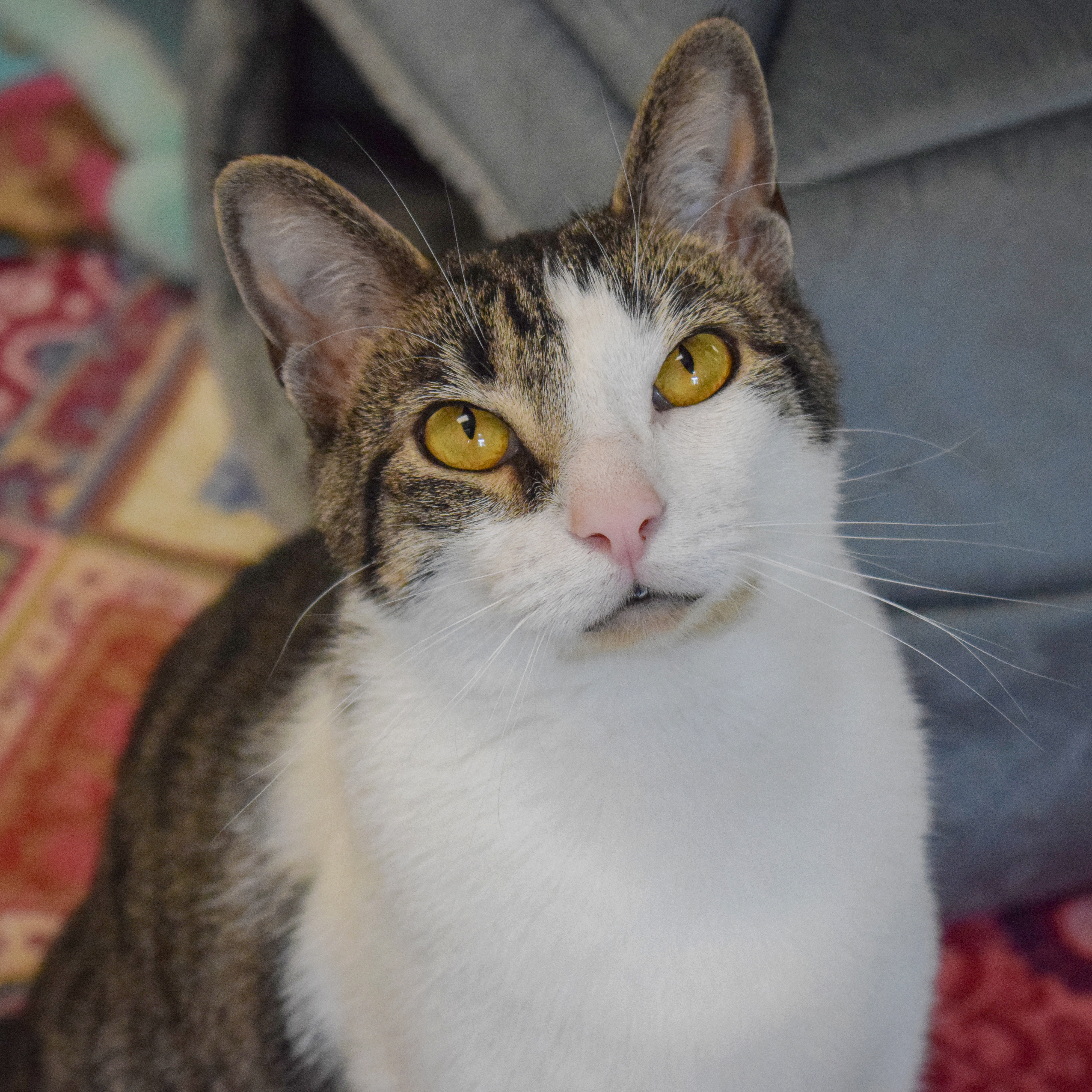 Sherman, a Adoptable mixed breed in Huntley, IL image 3/6