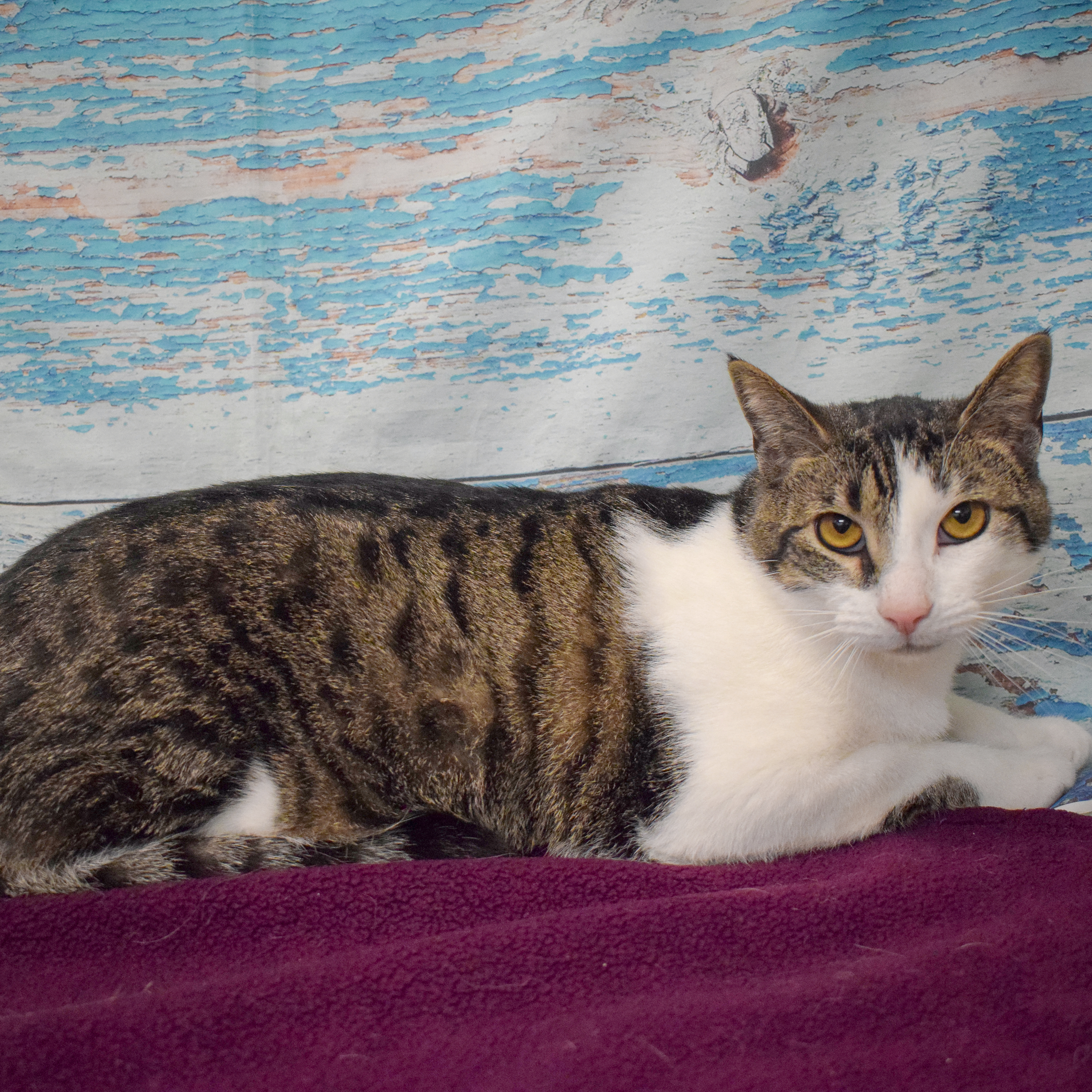 Sherman, a Adoptable mixed breed in Huntley, IL image 6/6