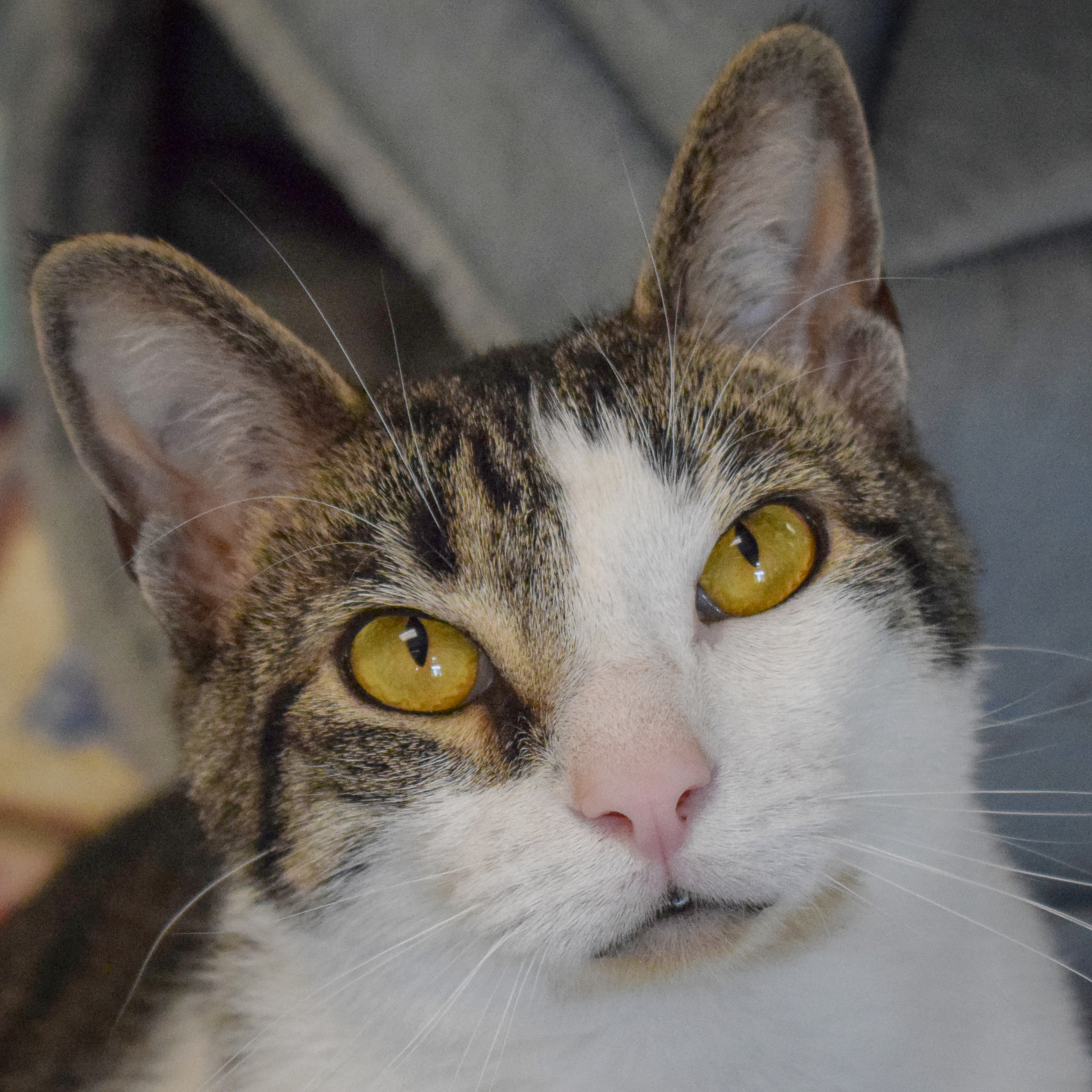 Sherman, Young Male Tabby