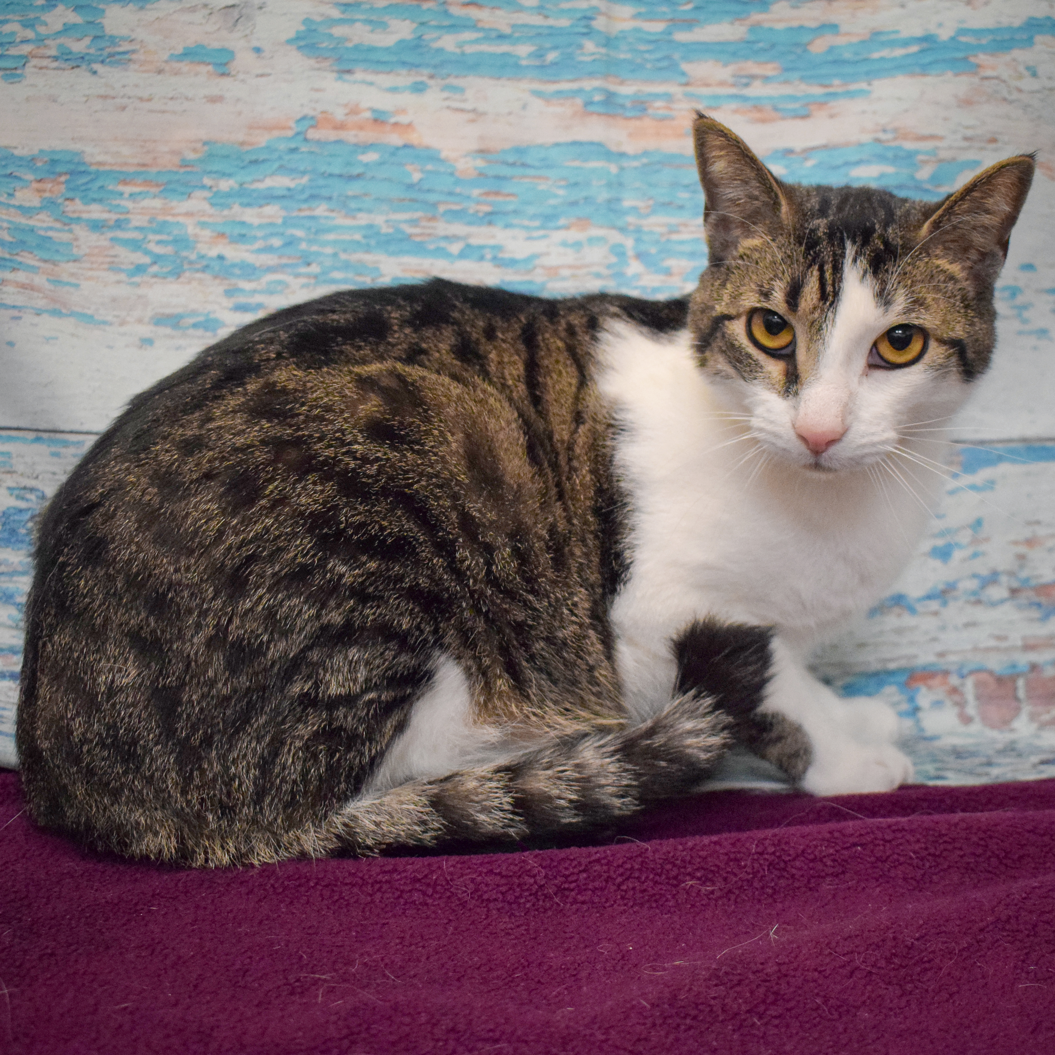 Sherman, a Adoptable mixed breed in Huntley, IL image 5/6