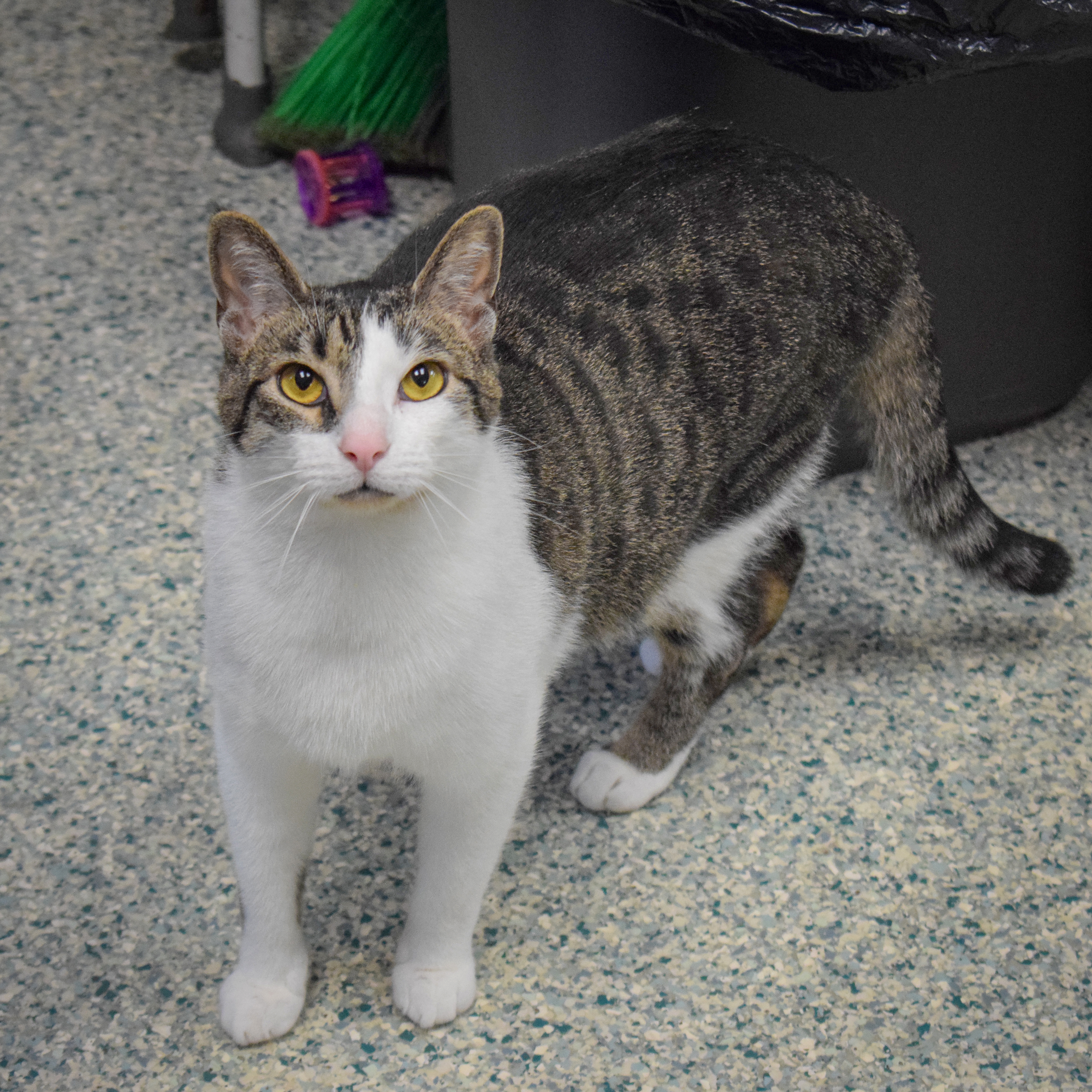 Sherman, a Adoptable mixed breed in Huntley, IL image 2/6