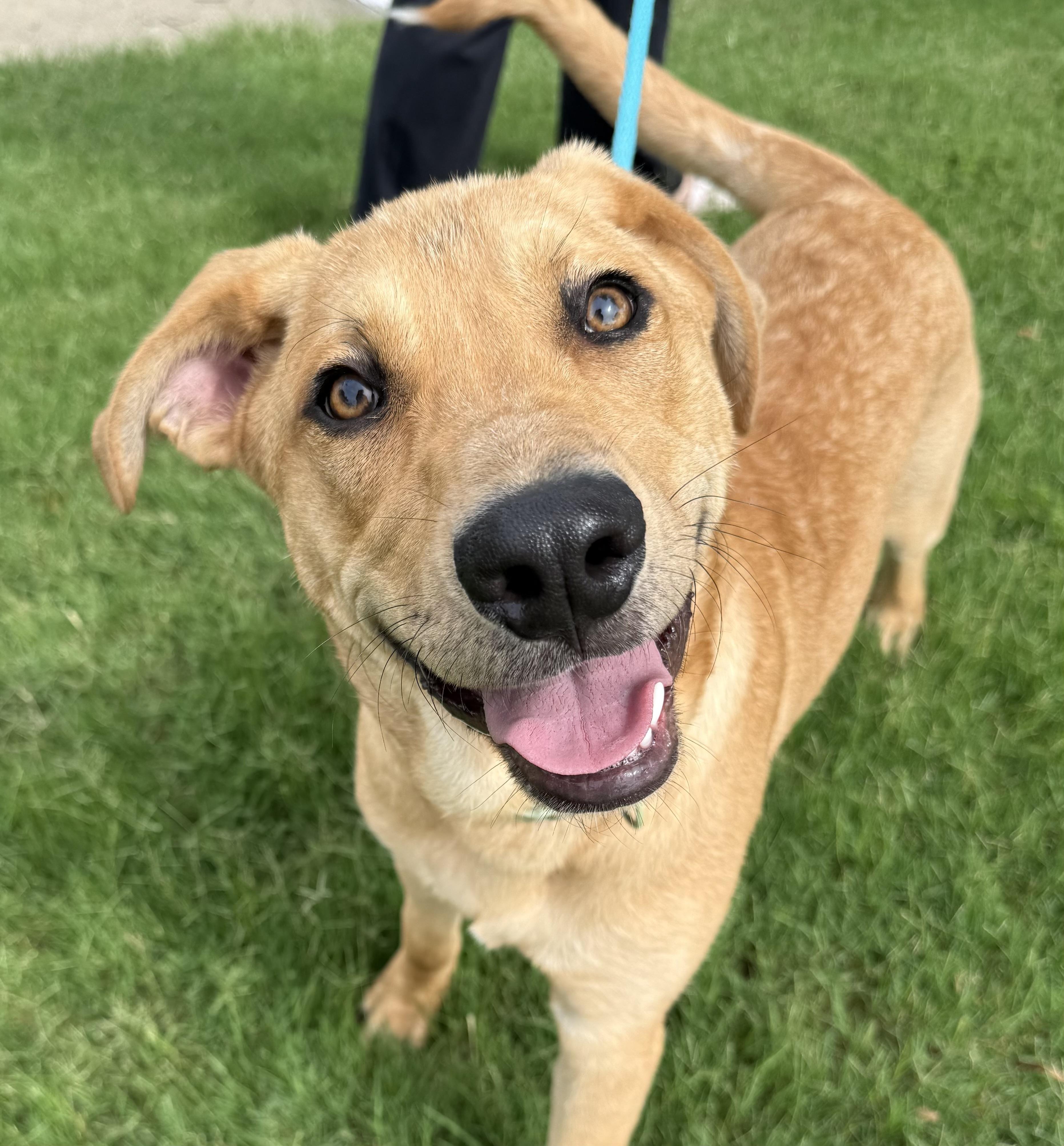 Enlarge Shamrock, a ADOPTABLE mixed breed in Dallas, TX image 1/3