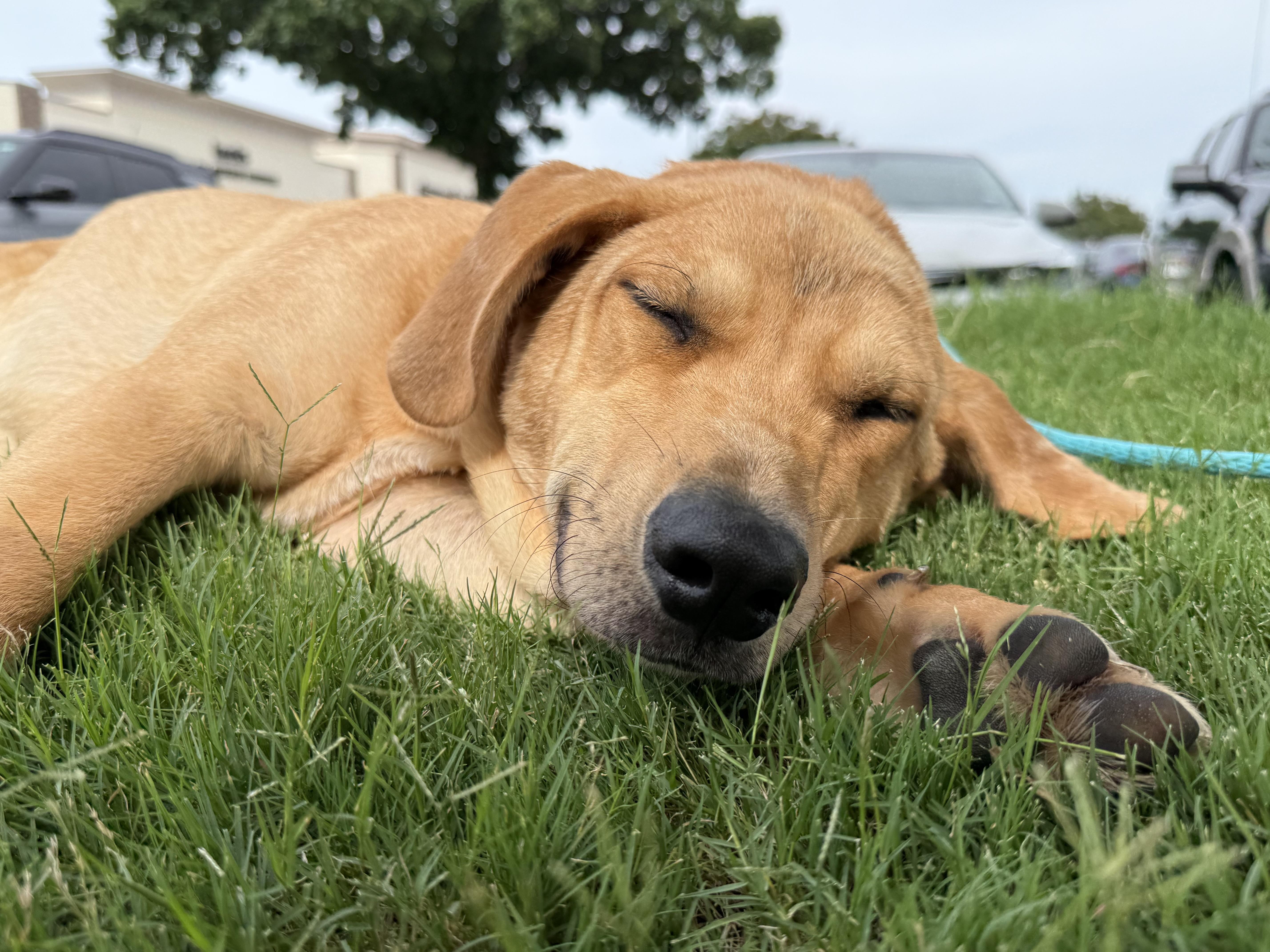 Enlarge Shamrock, a ADOPTABLE mixed breed in Dallas, TX image 3/3