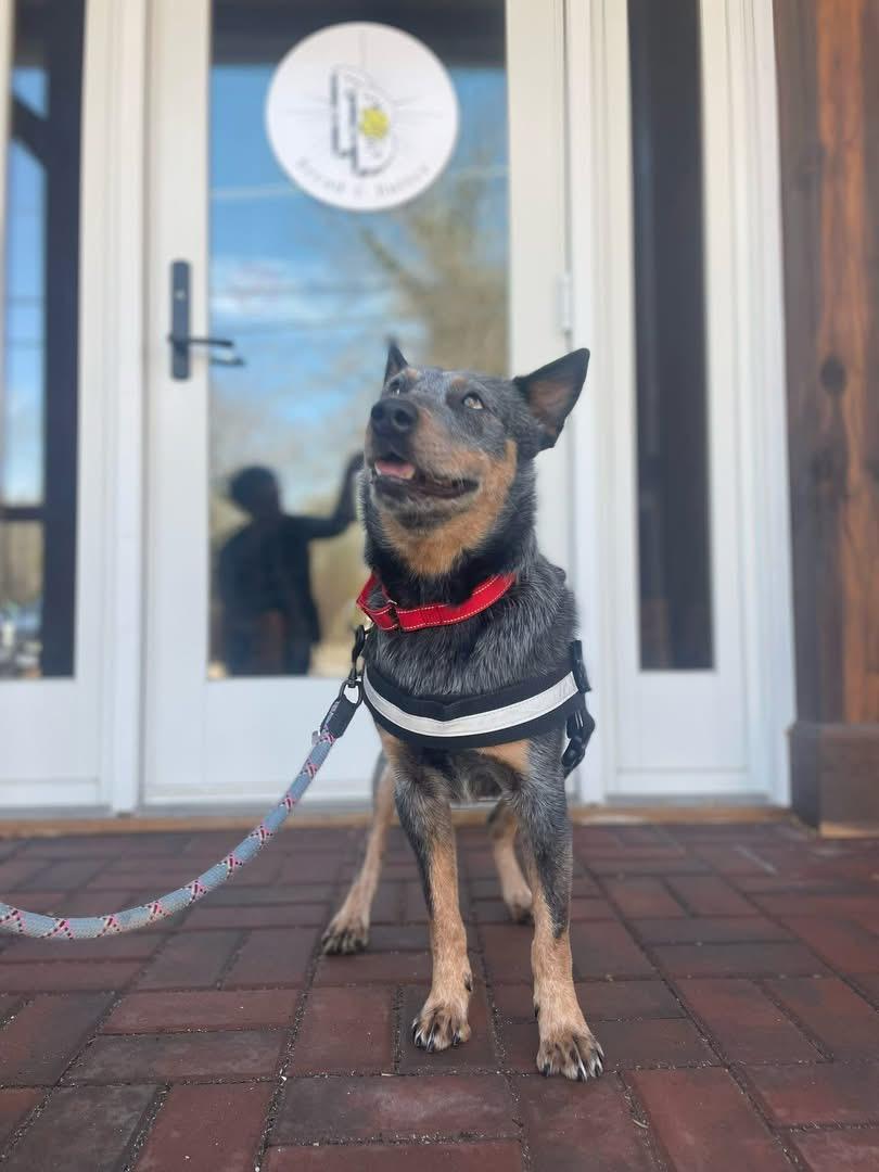 Blue, a Adoptable Australian Cattle Dog / Blue Heeler in Manns Harbor , NC image 5/6