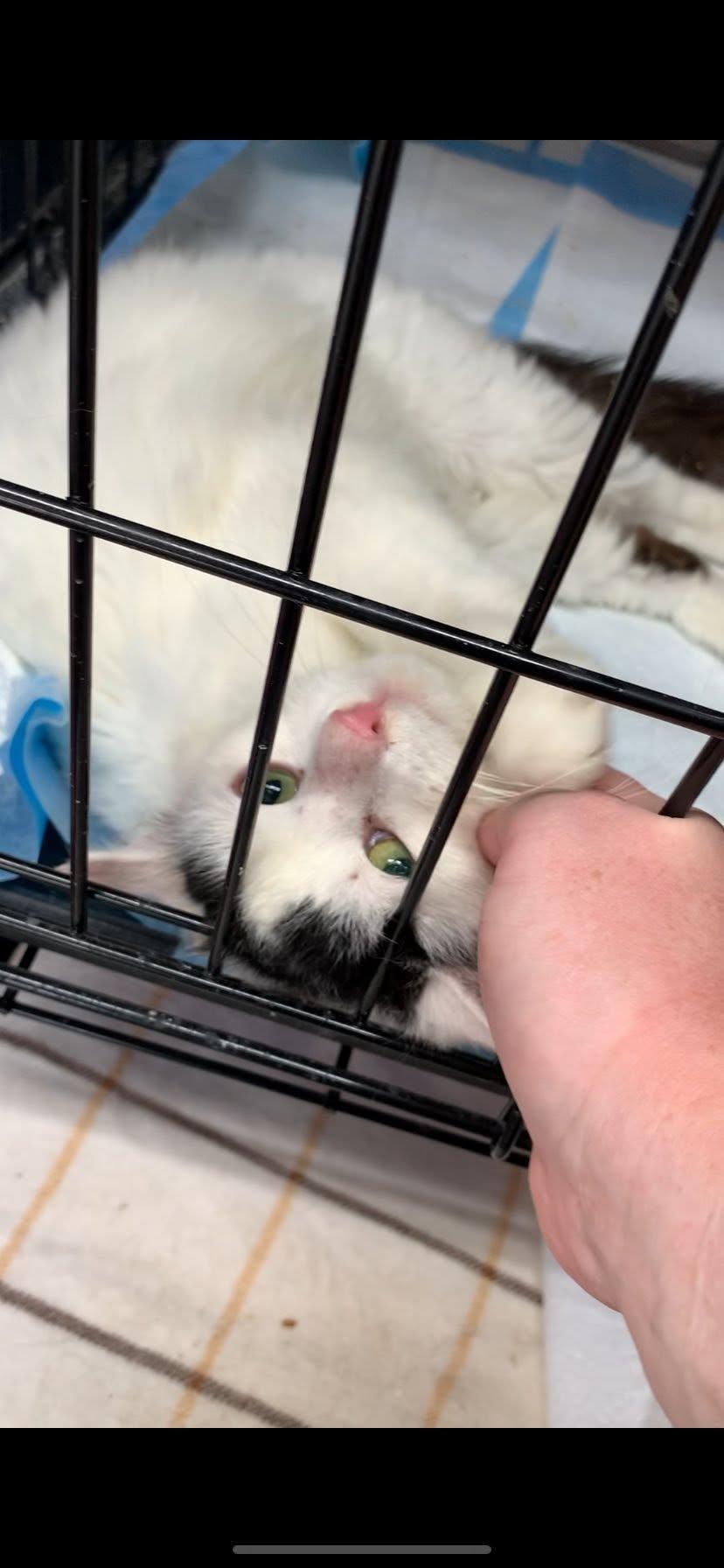 Enlarge Albi, a ADOPTABLE Domestic Short Hair in Johnson City, TN image 4/6