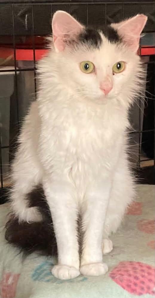 Enlarge Albi, a ADOPTABLE Domestic Short Hair in Johnson City, TN image 2/6