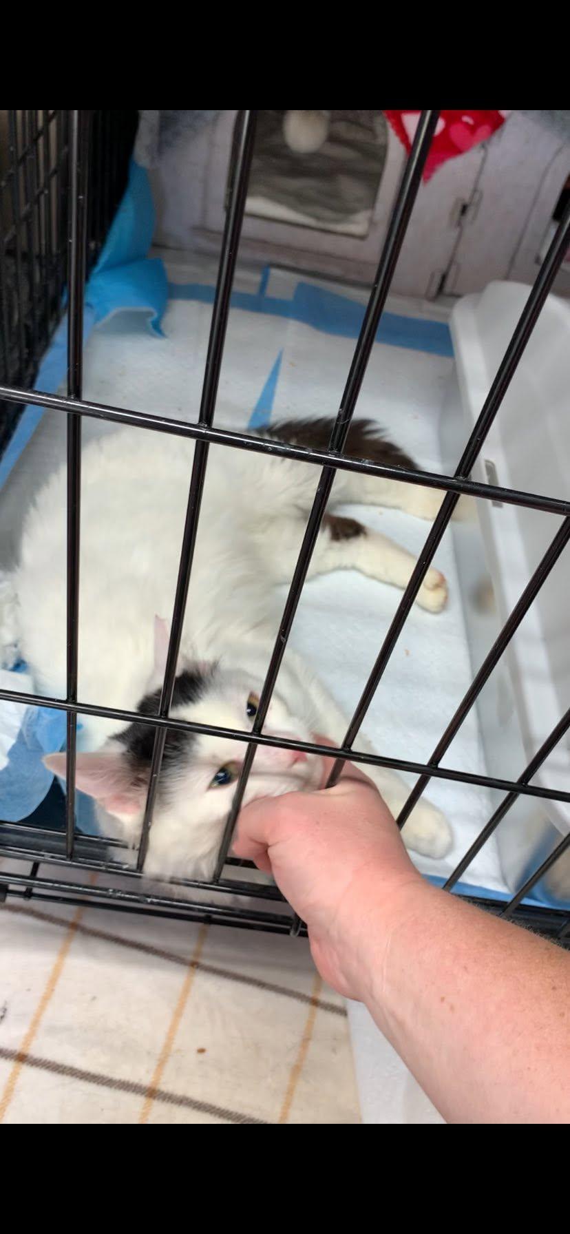 Enlarge Albi, a ADOPTABLE Domestic Short Hair in Johnson City, TN image 6/6