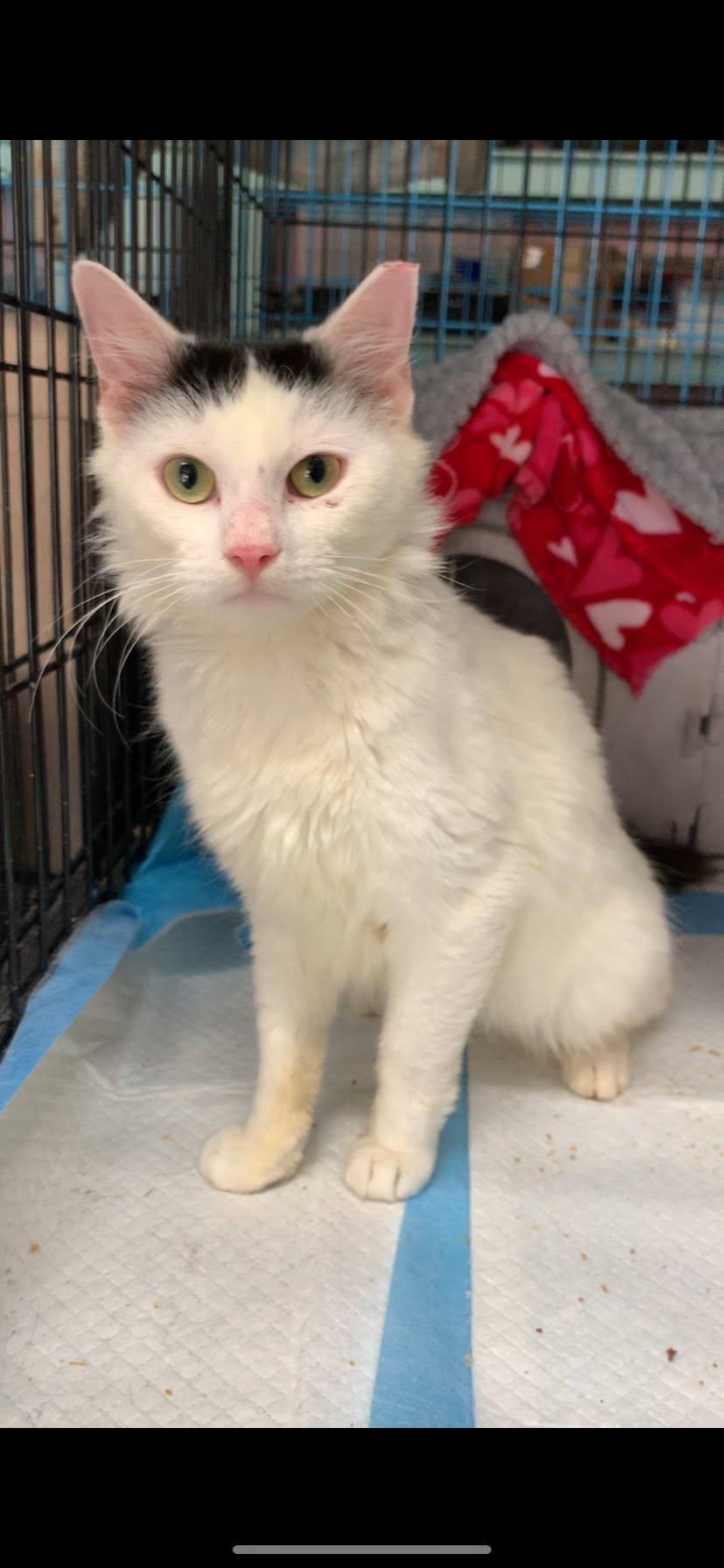 Enlarge Albi, a ADOPTABLE Domestic Short Hair in Johnson City, TN image 3/6