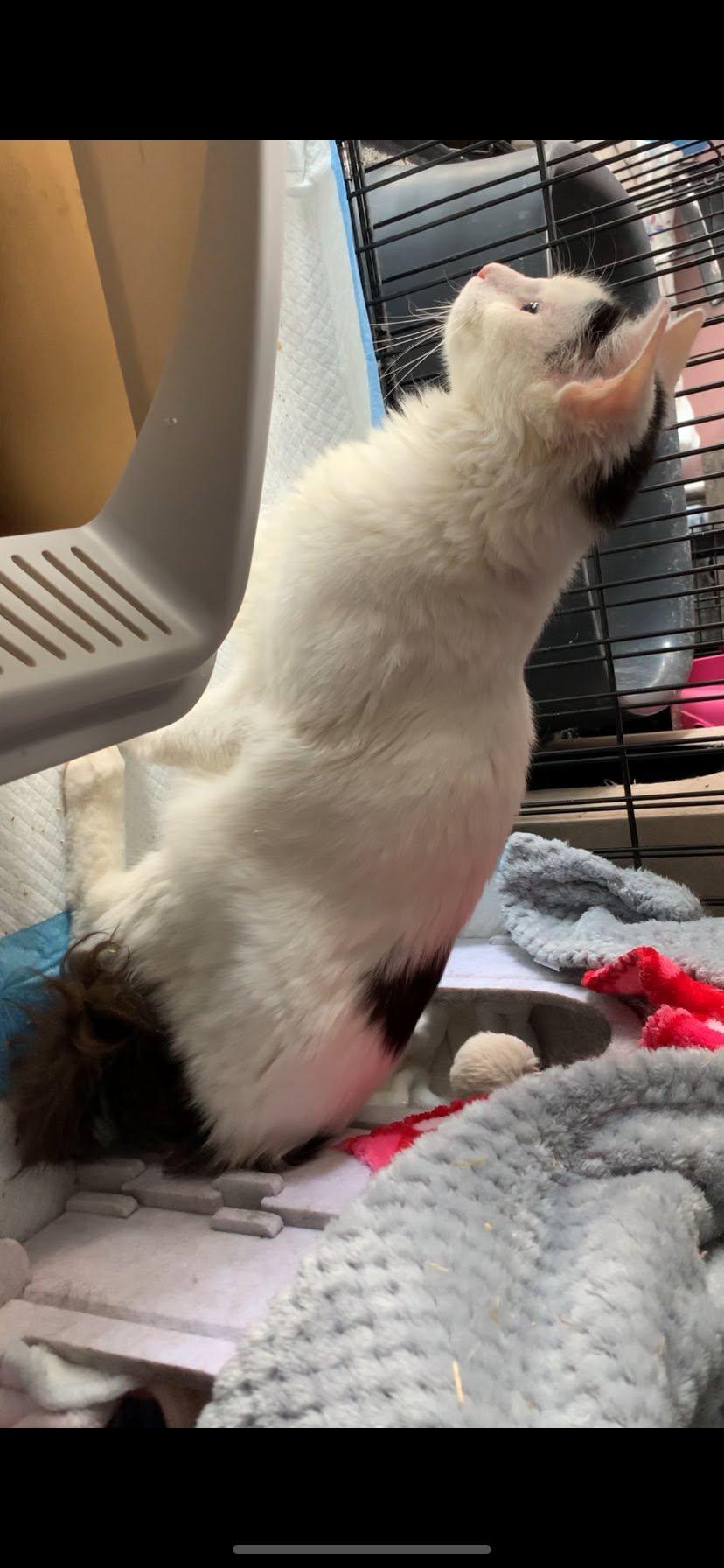Enlarge Albi, a ADOPTABLE Domestic Short Hair in Johnson City, TN image 5/6