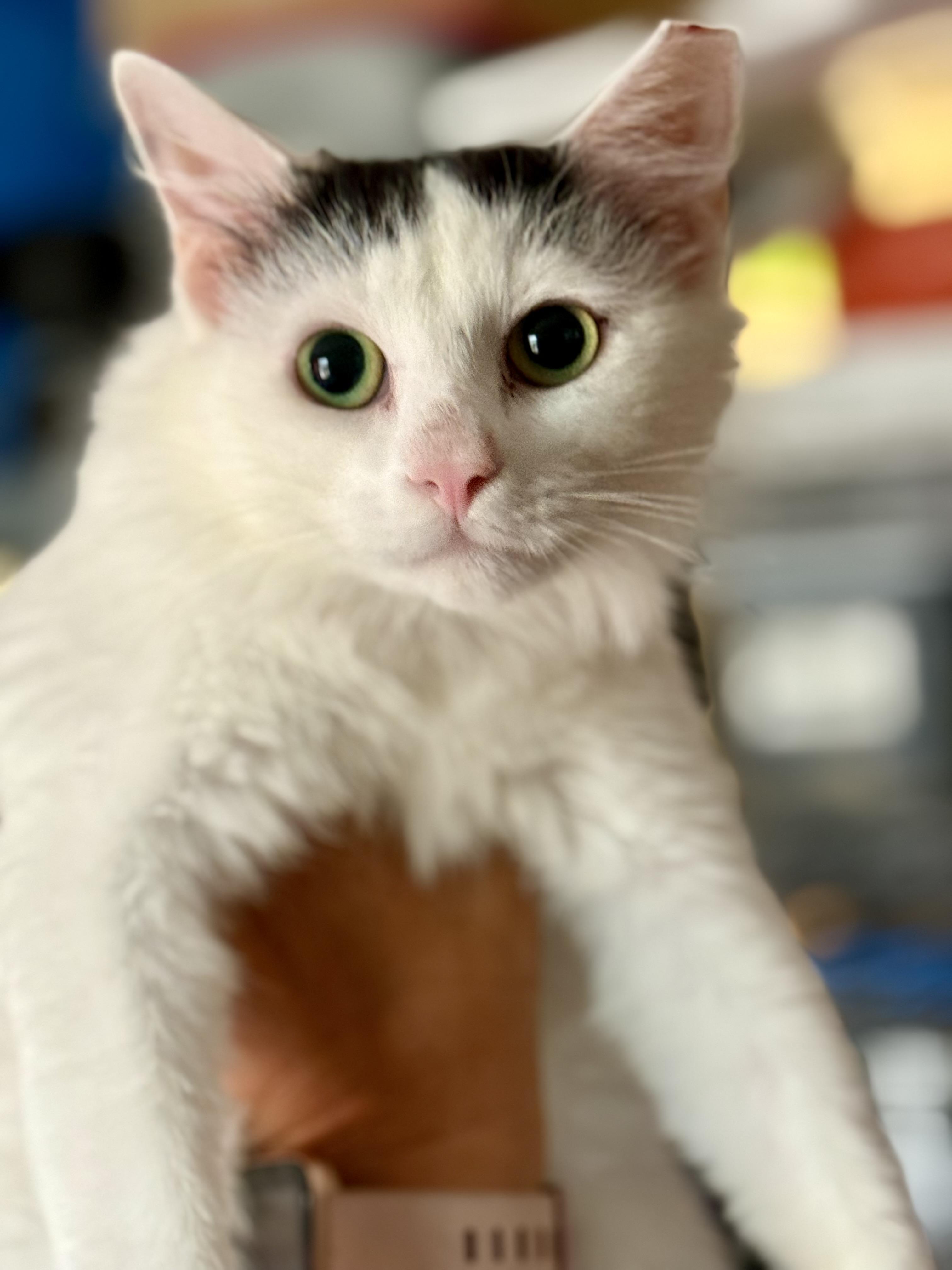 Enlarge Albi, a ADOPTABLE Domestic Short Hair in Johnson City, TN image 1/6
