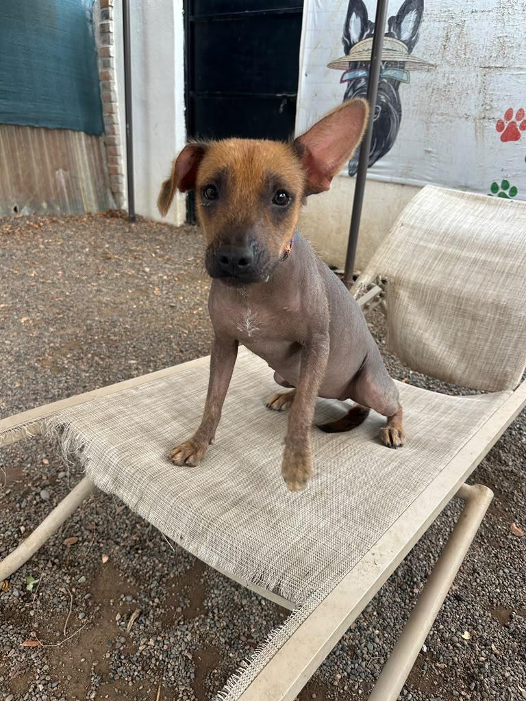 Eckate, Adoptable, Puppy Female Xoloitzcuintli / Mexican Hairless.