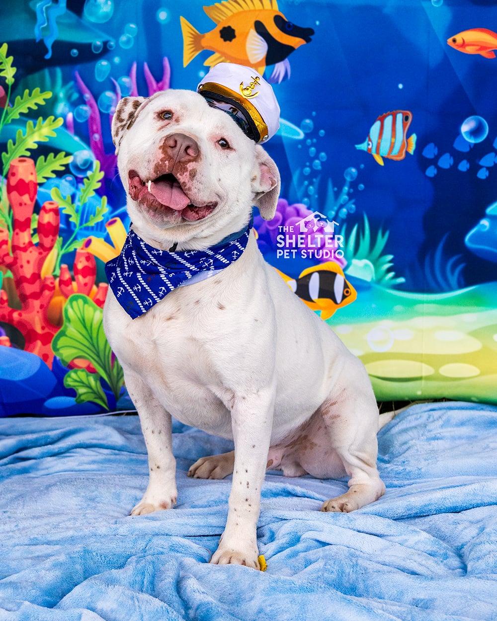 Lenny AVAILABLE , ADOPTABLE, Adult Male American Bulldog.