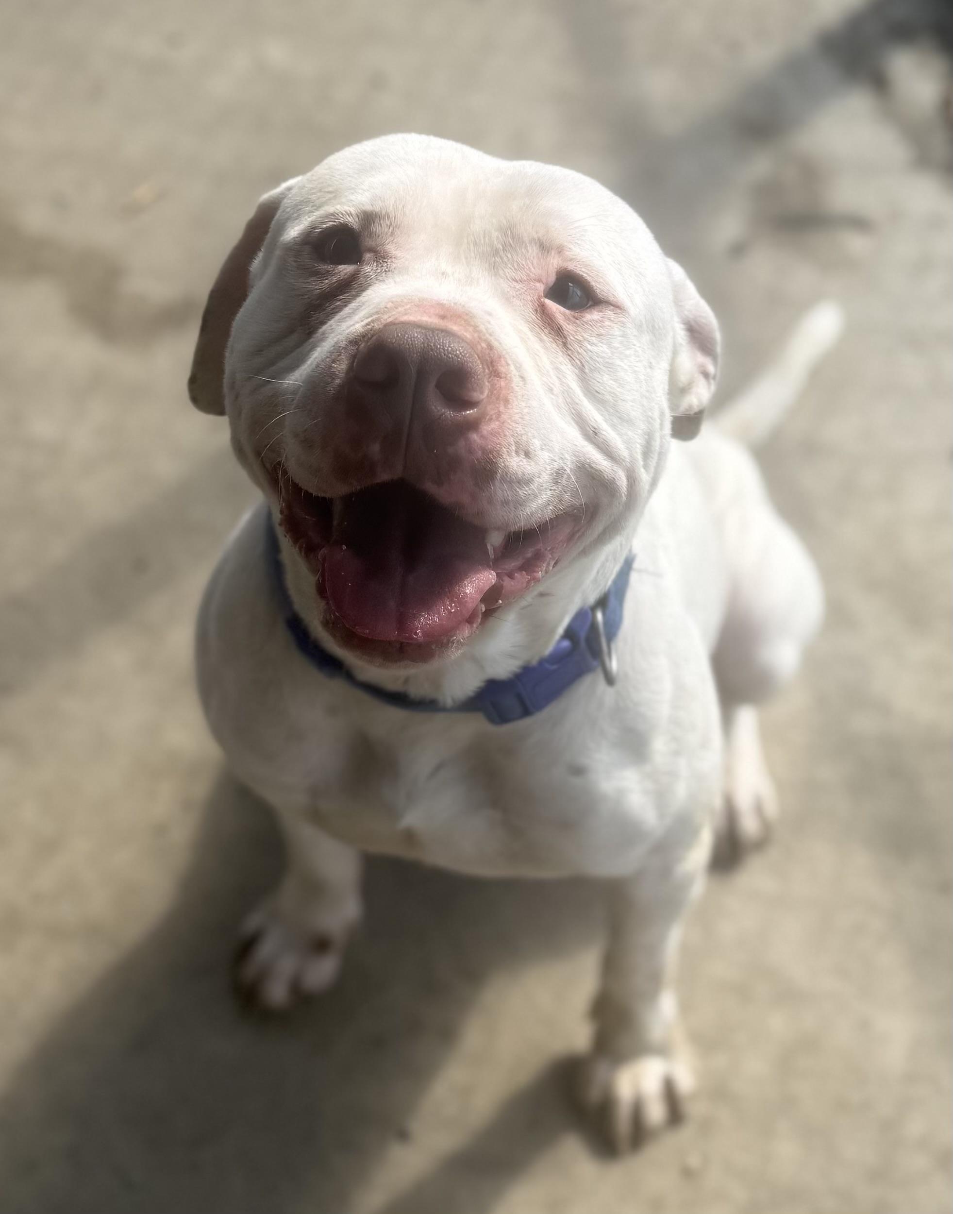 Enlarge Lenny AVAILABLE , a ADOPTABLE American Bulldog in Canton, OH image 5/6