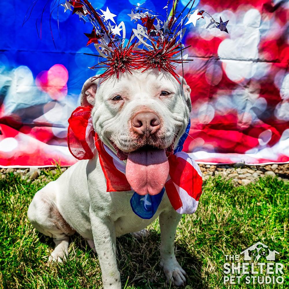 Lenny AVAILABLE , ADOPTABLE, Adult Male American Bulldog.
