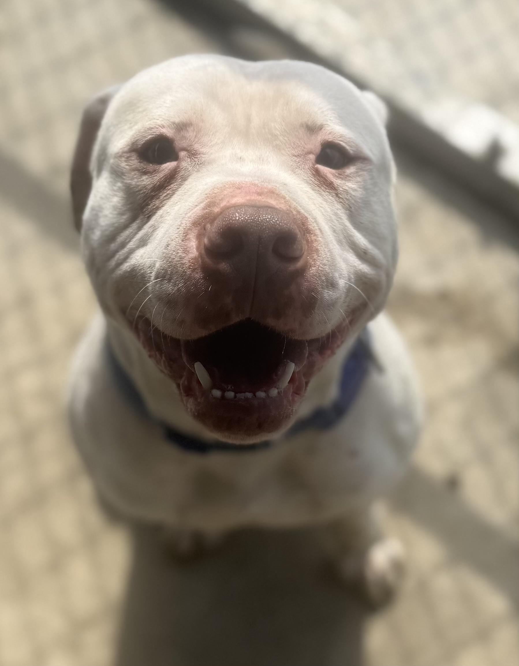 Enlarge Lenny AVAILABLE , a ADOPTABLE American Bulldog in Canton, OH image 4/6