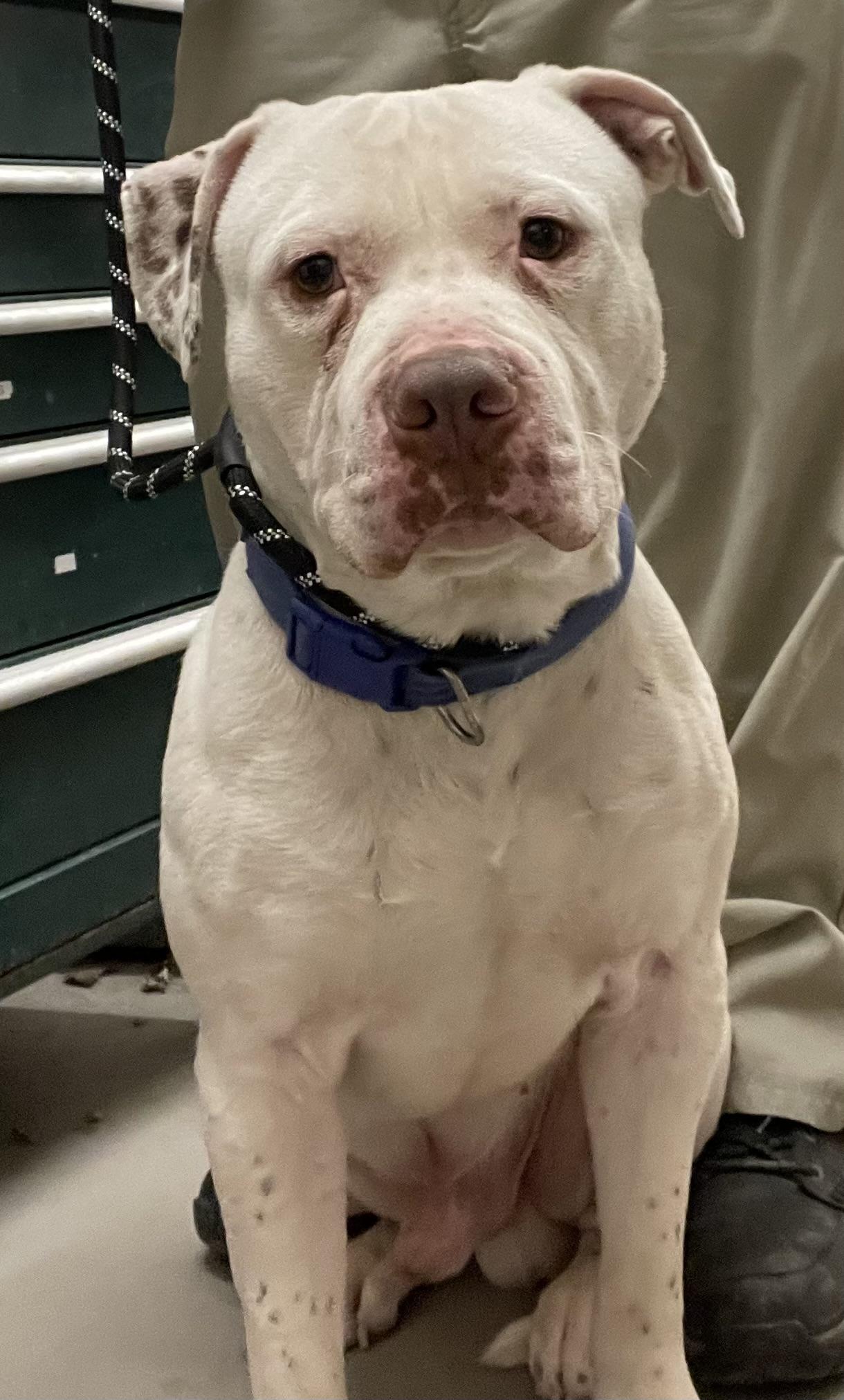 Enlarge Lenny AVAILABLE , a ADOPTABLE American Bulldog in Canton, OH image 6/6