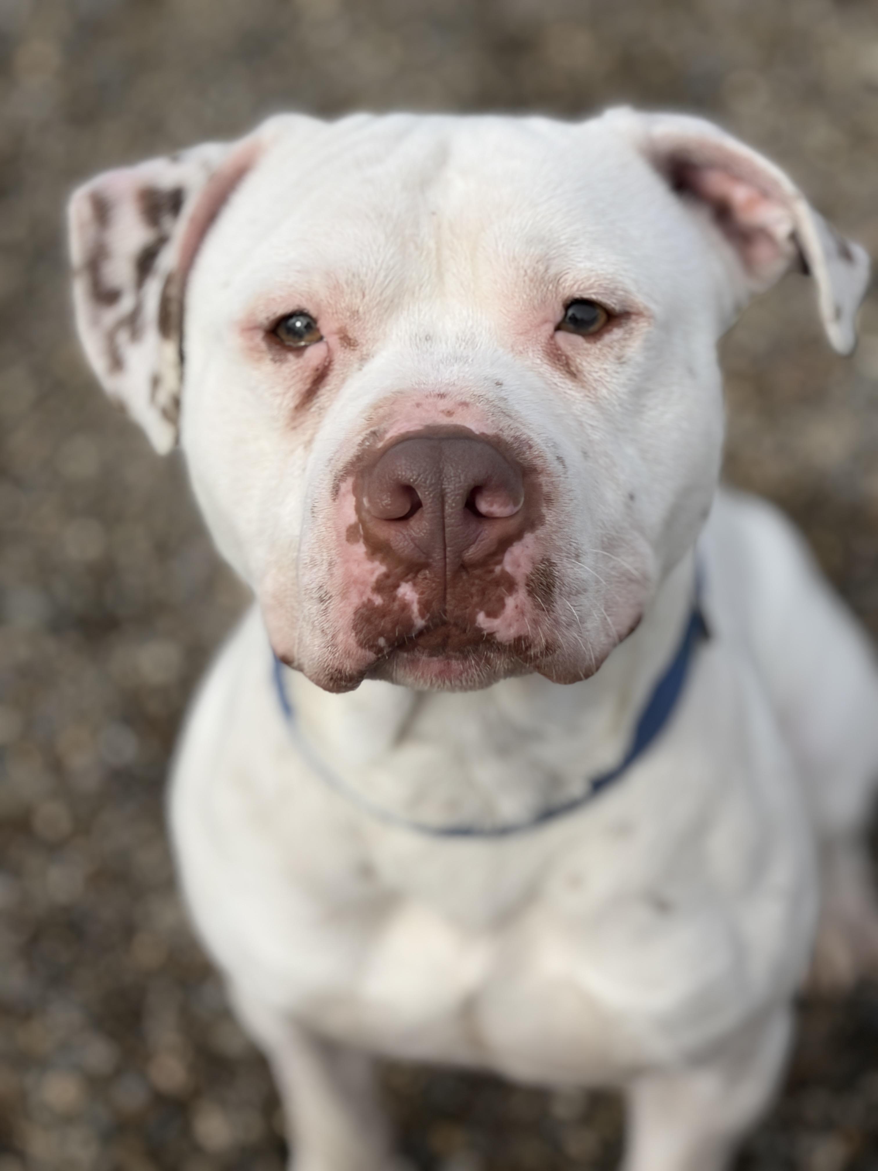 Lenny AVAILABLE , ADOPTABLE, Adult Male American Bulldog.