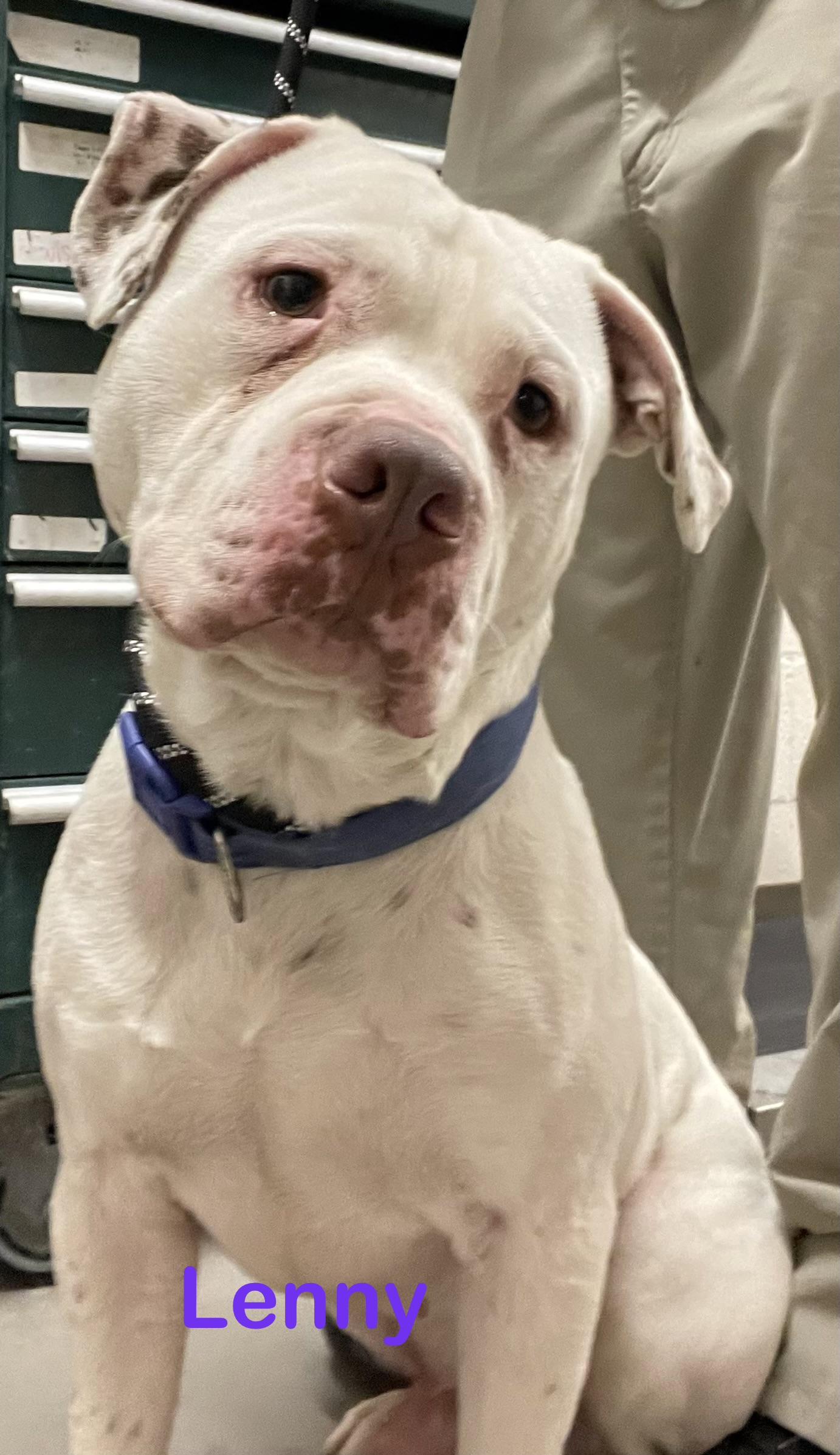 Enlarge Lenny AVAILABLE , a ADOPTABLE American Bulldog in Canton, OH image 3/6