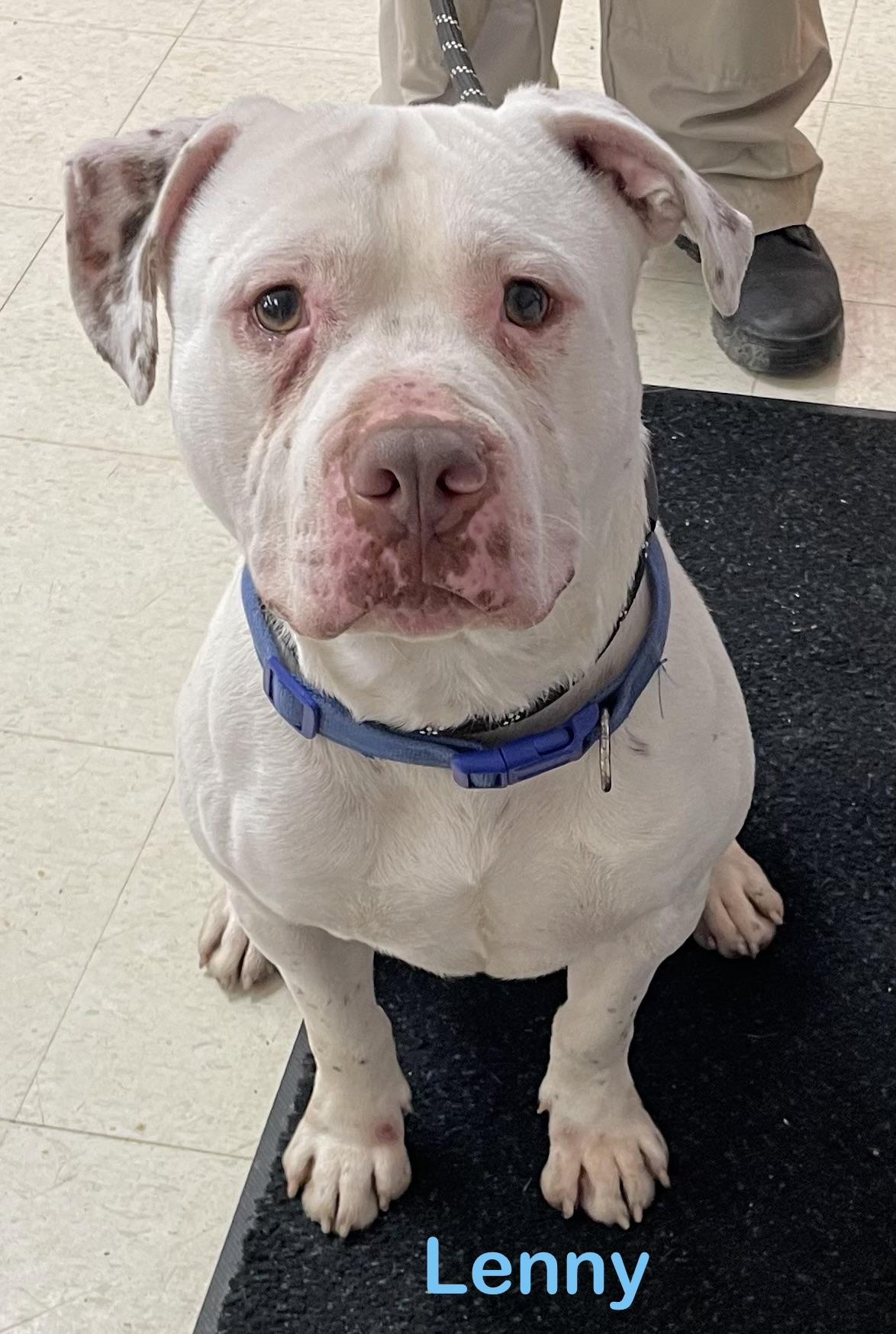 Enlarge Lenny AVAILABLE , a ADOPTABLE American Bulldog in Canton, OH image 2/6