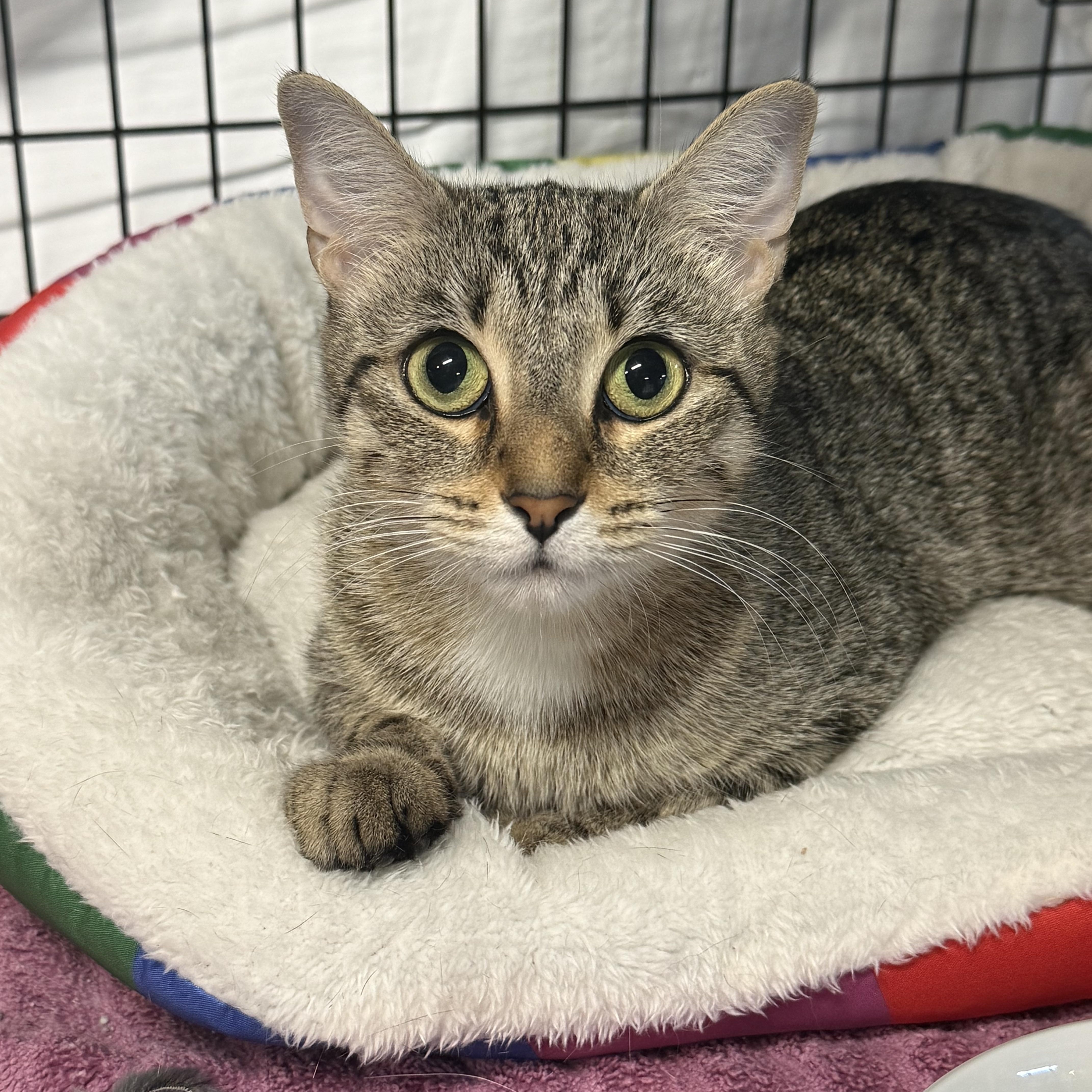 Enlarge Ella, a Adoptable mixed breed in East Amherst, NY image 2/6