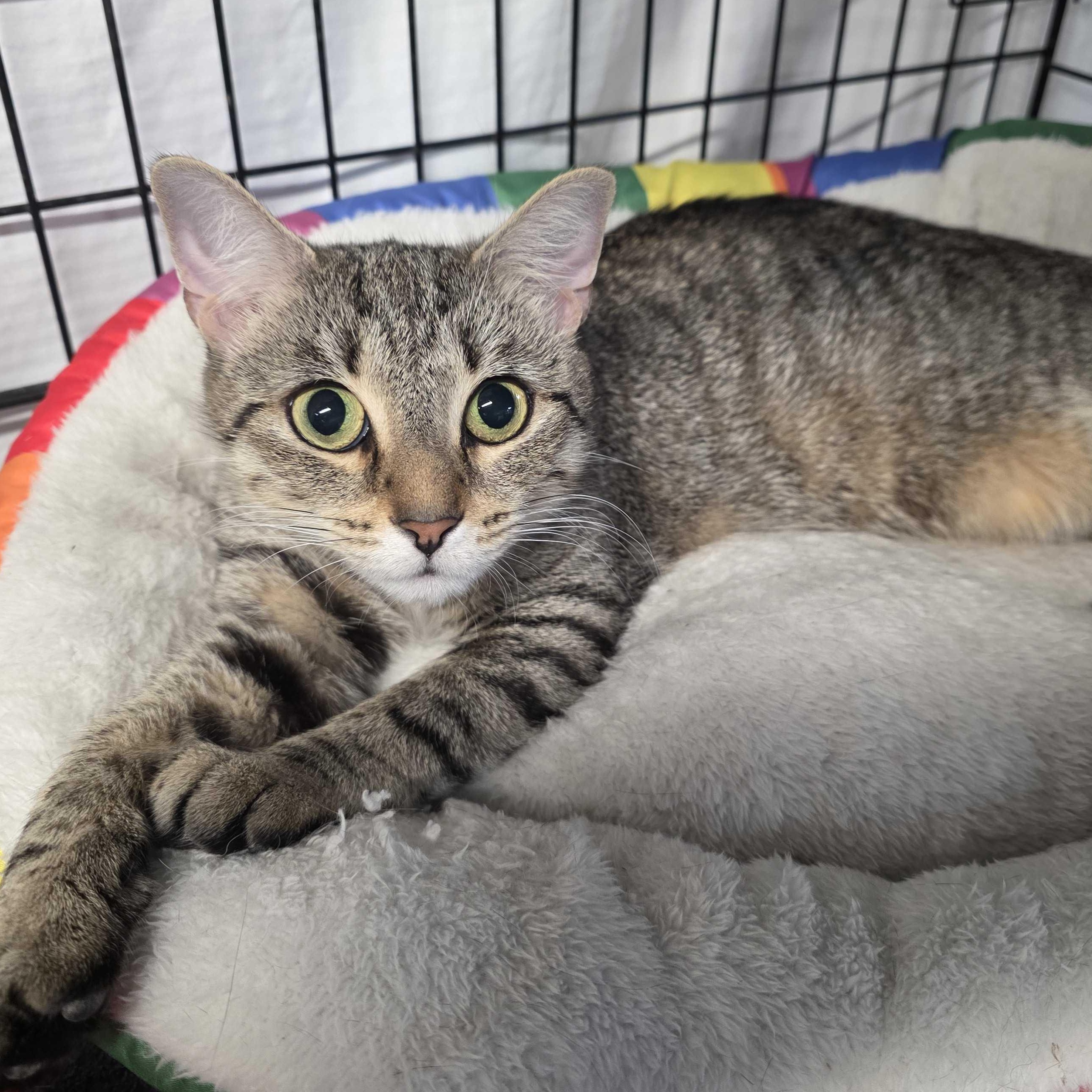Ella, Adoptable, Young Female Tabby & Domestic Short Hair.