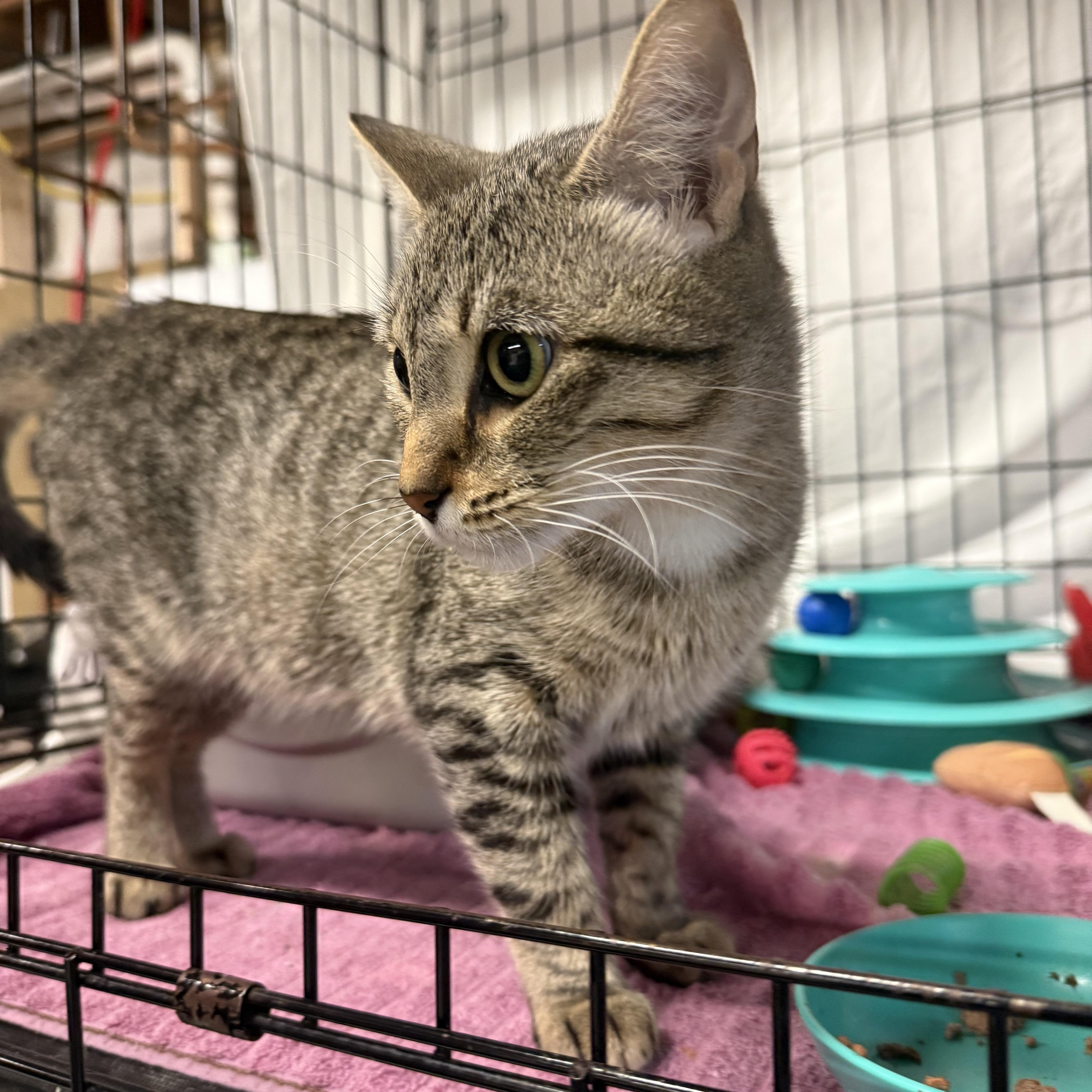 Enlarge Ella, a Adoptable mixed breed in East Amherst, NY image 4/6