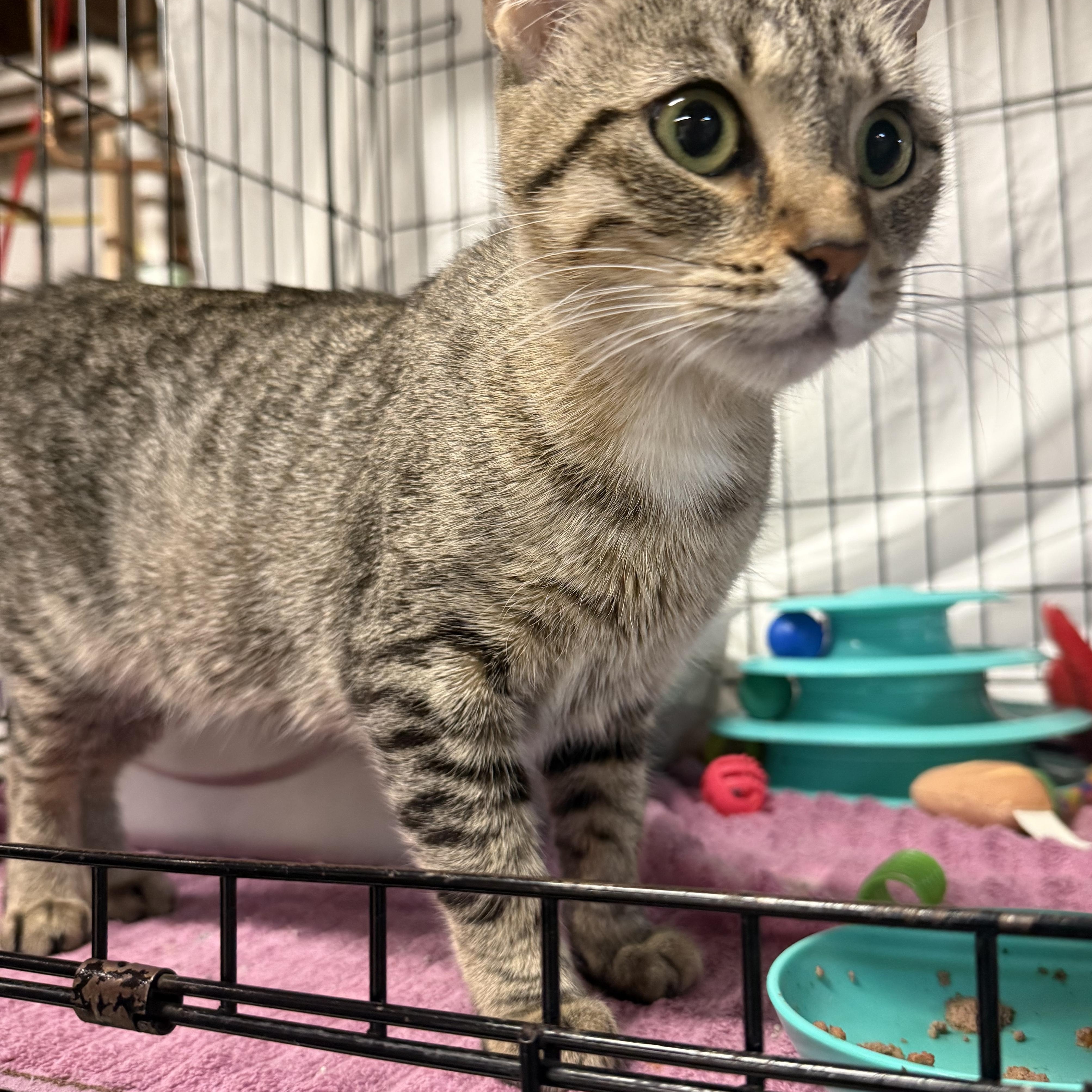 Enlarge Ella, a Adoptable mixed breed in East Amherst, NY image 5/6