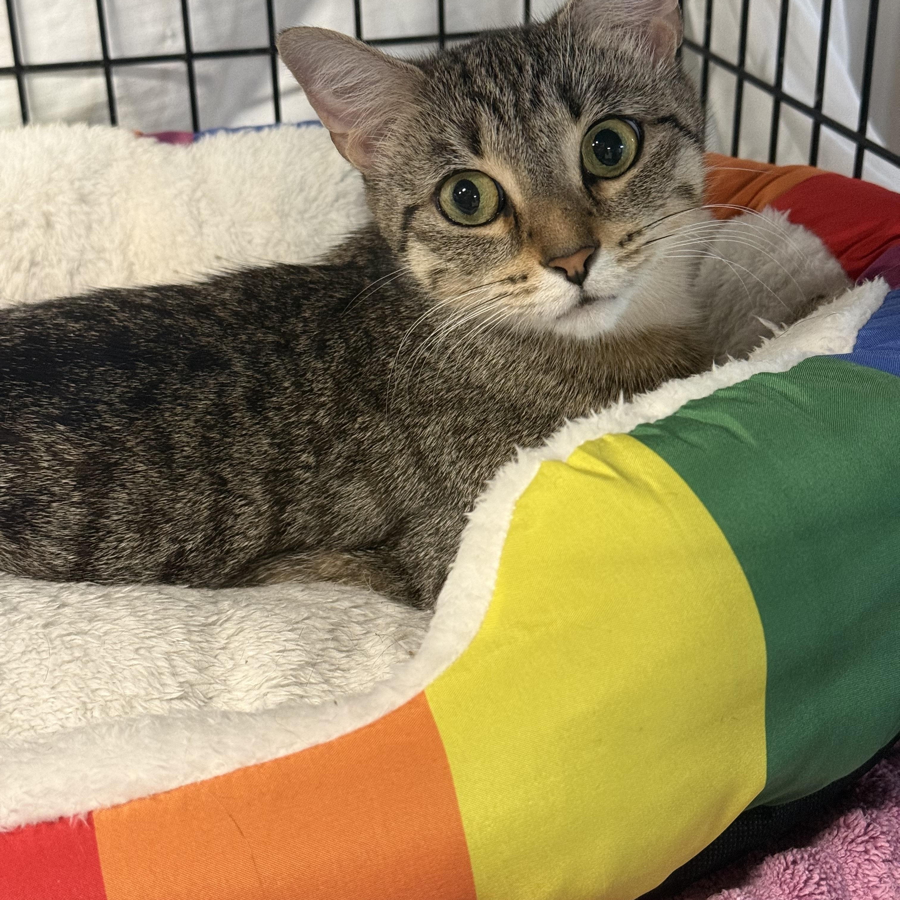 Enlarge Ella, a Adoptable mixed breed in East Amherst, NY image 3/6