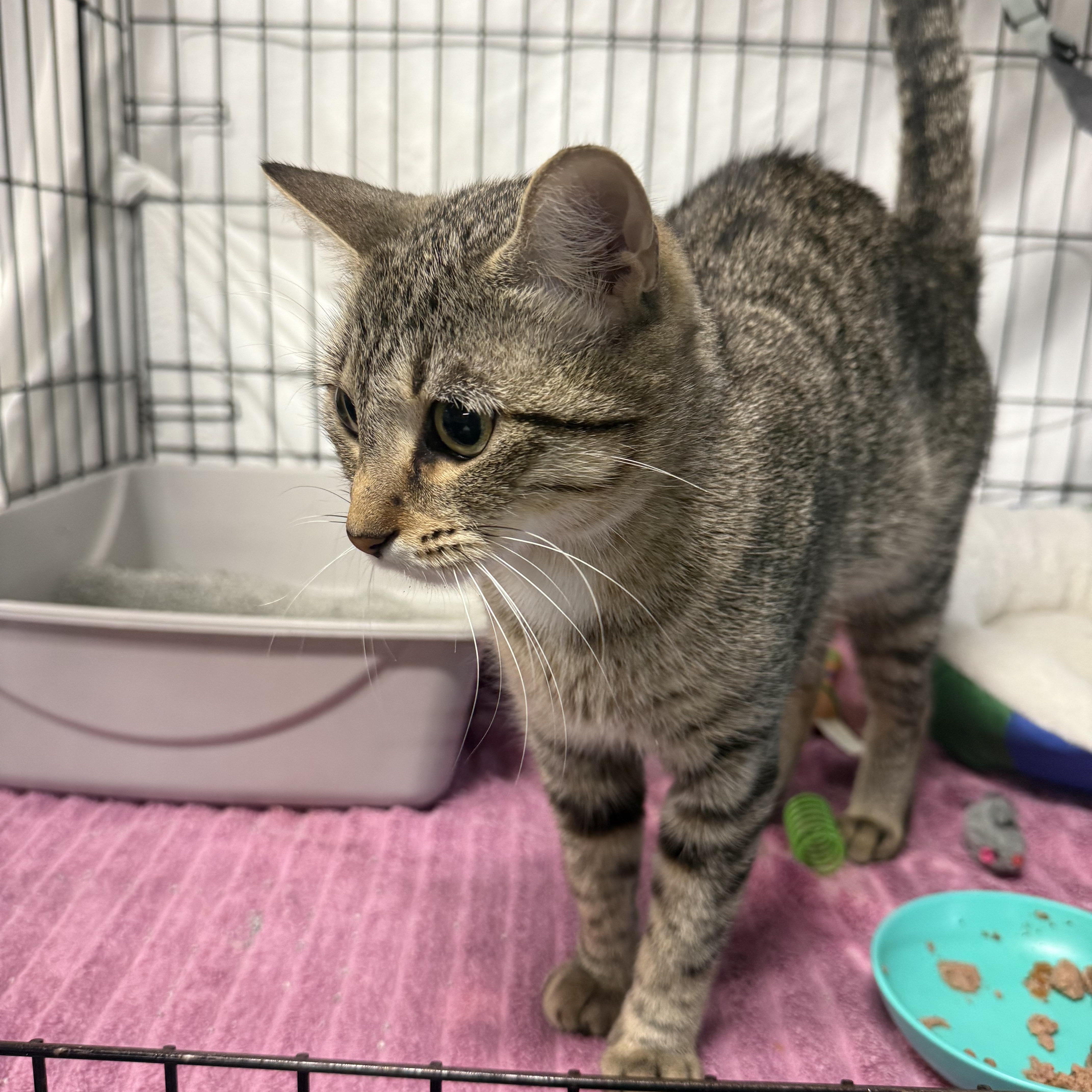 Enlarge Ella, a Adoptable mixed breed in East Amherst, NY image 6/6