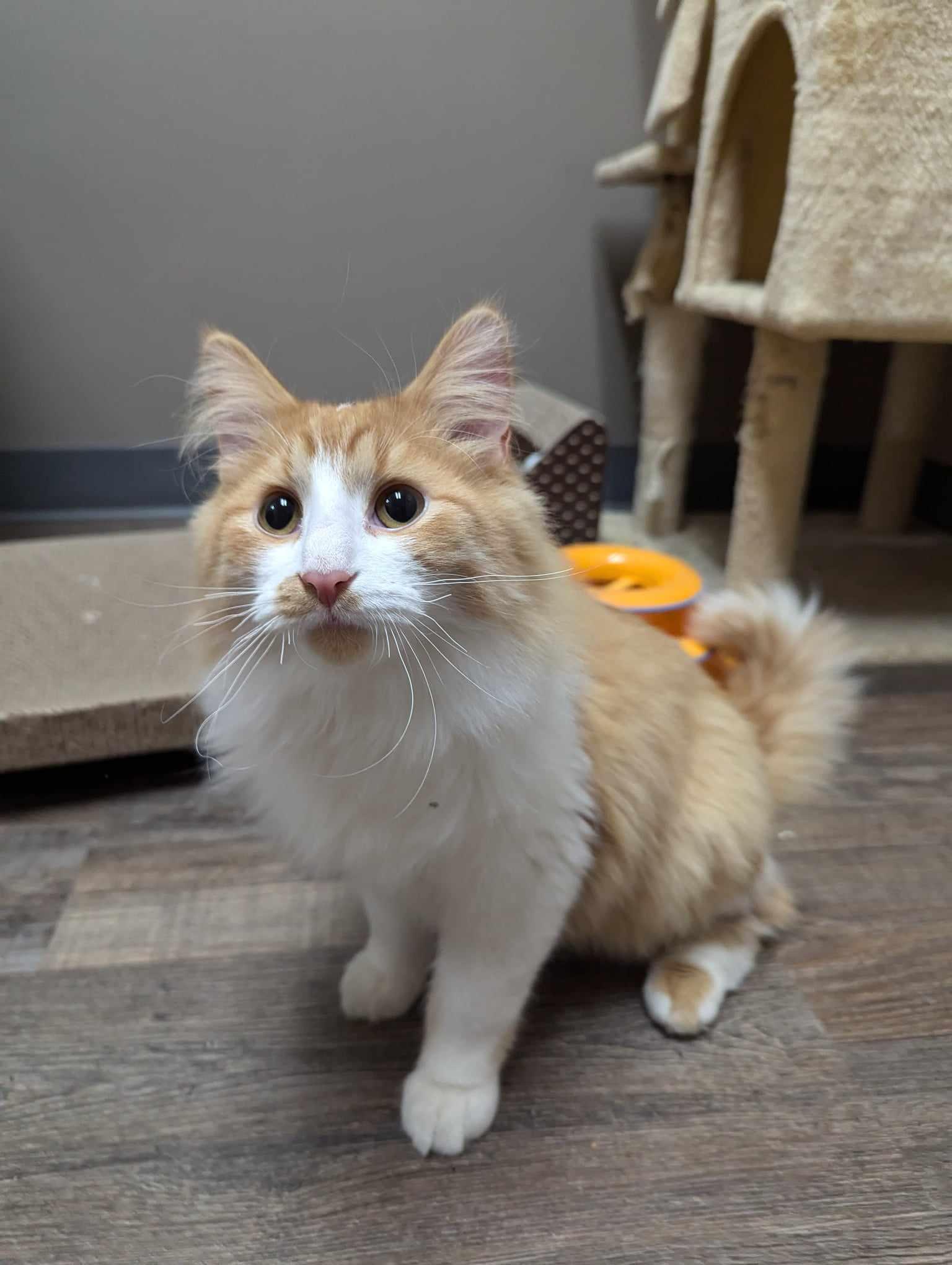 Dot, adoptable, Adult Male Domestic Long Hair.