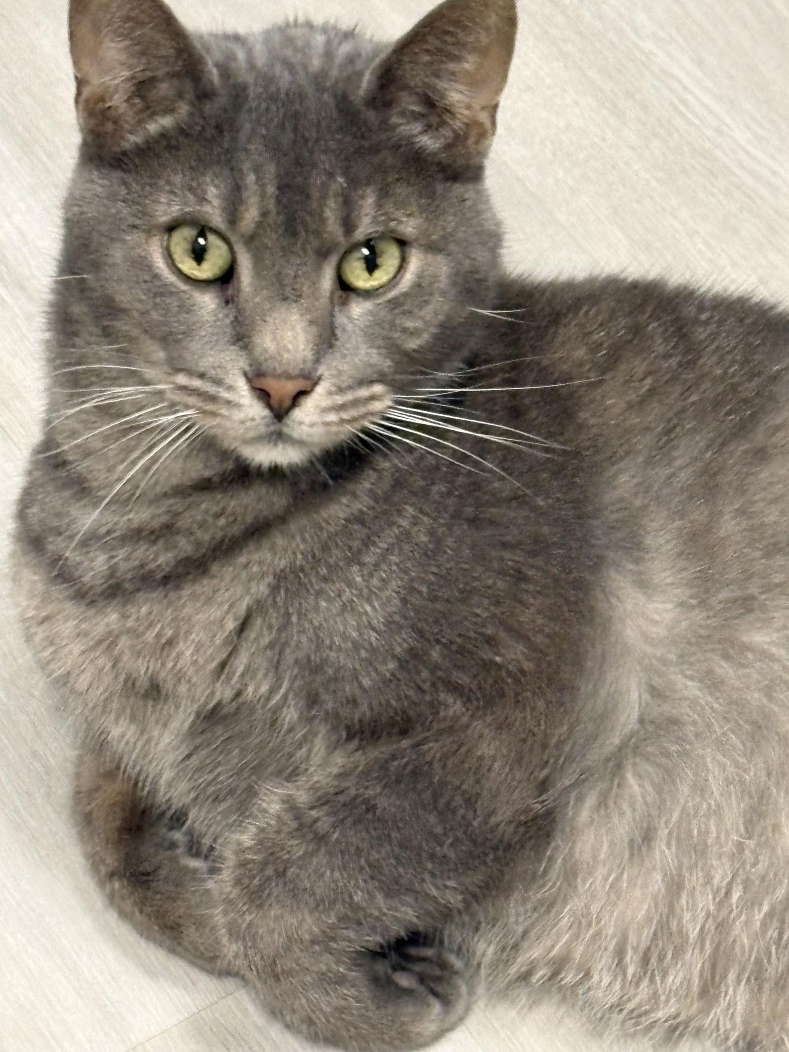 Enlarge Coz, a Adoptable mixed breed in Pittsburgh, PA image 1/1