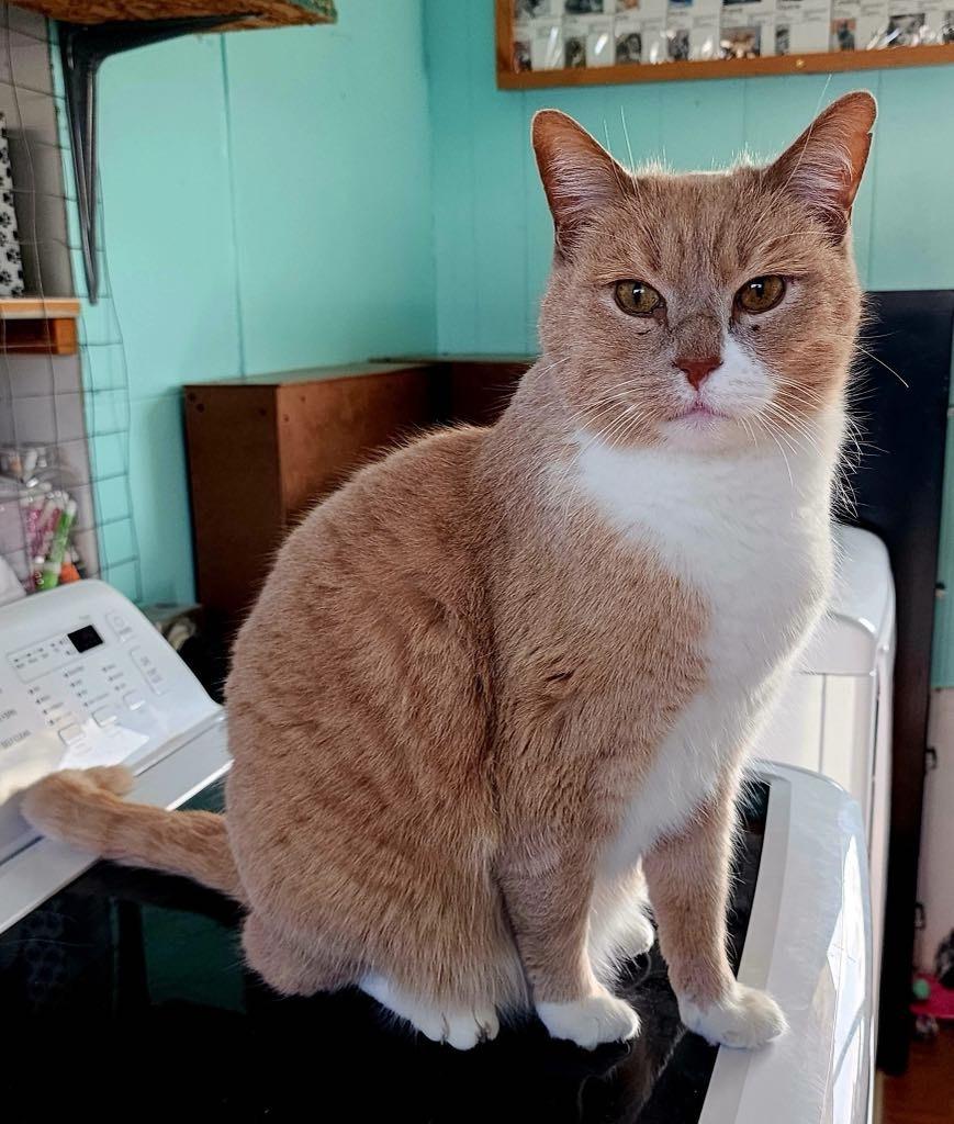 Frankie, Adoptable, Adult Male Domestic Short Hair.