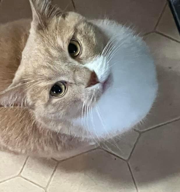 Enlarge Frankie, a Adoptable mixed breed in Ogden, UT image 3/5