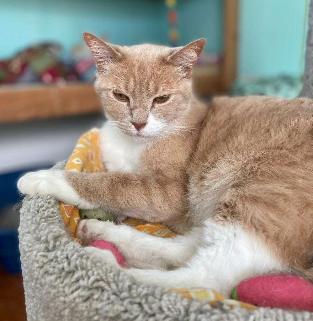 Enlarge Frankie, a Adoptable mixed breed in Ogden, UT image 2/5