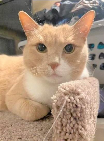 Enlarge Frankie, a Adoptable mixed breed in Ogden, UT image 4/5