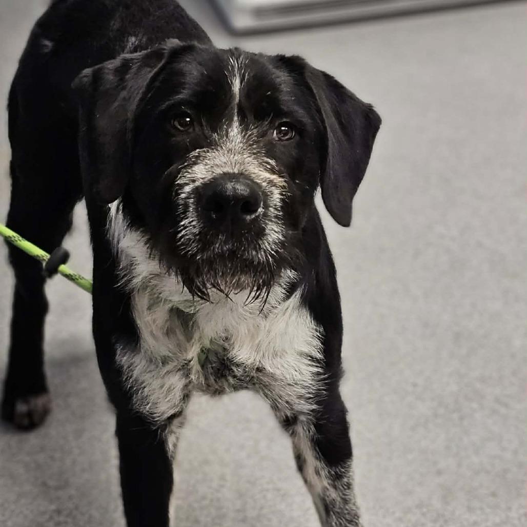 Enlarge Tucker, a Adoptable mixed breed in Martinsville, VA image 1/1