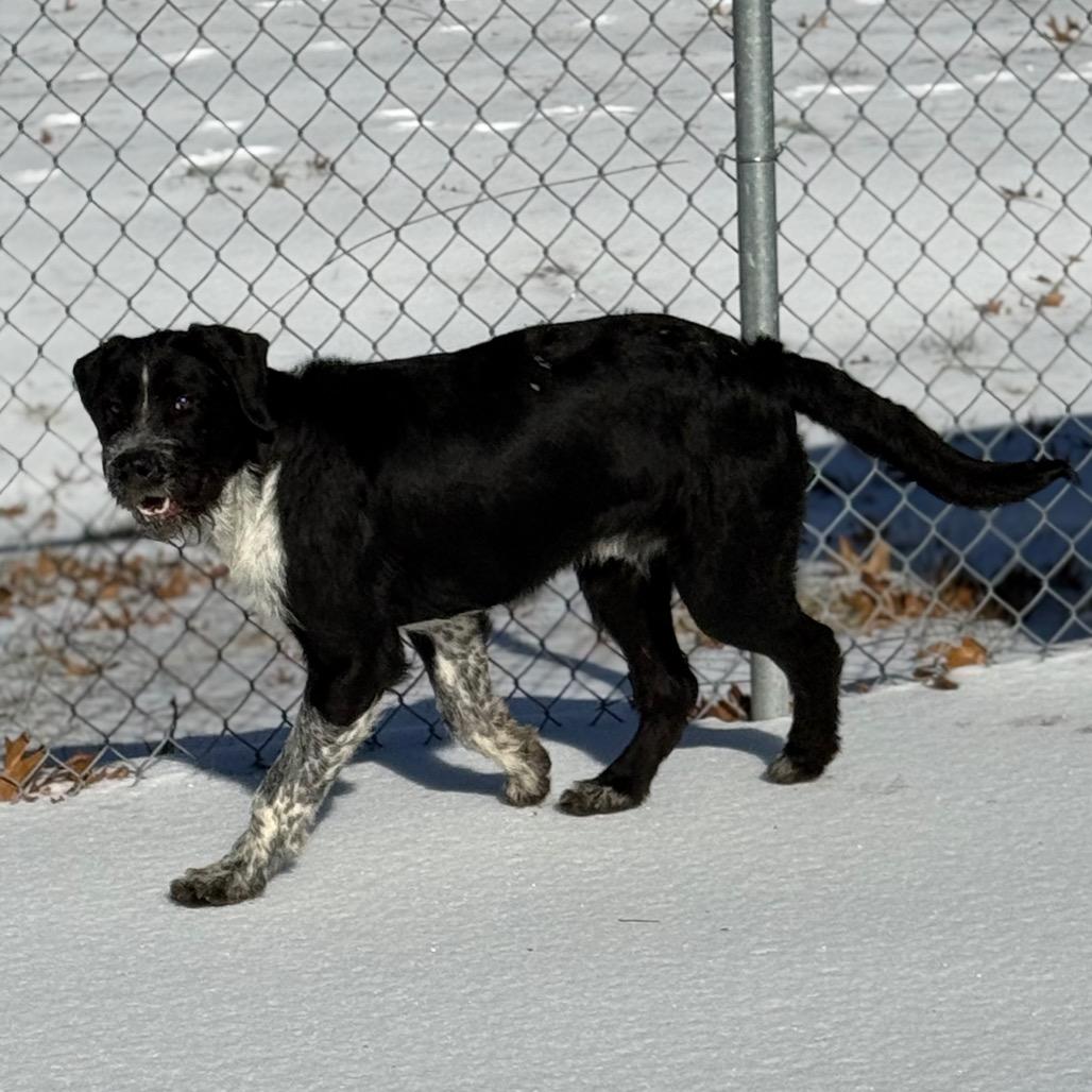 Enlarge Tucker, a Adoptable mixed breed in Martinsville, VA image 2/6
