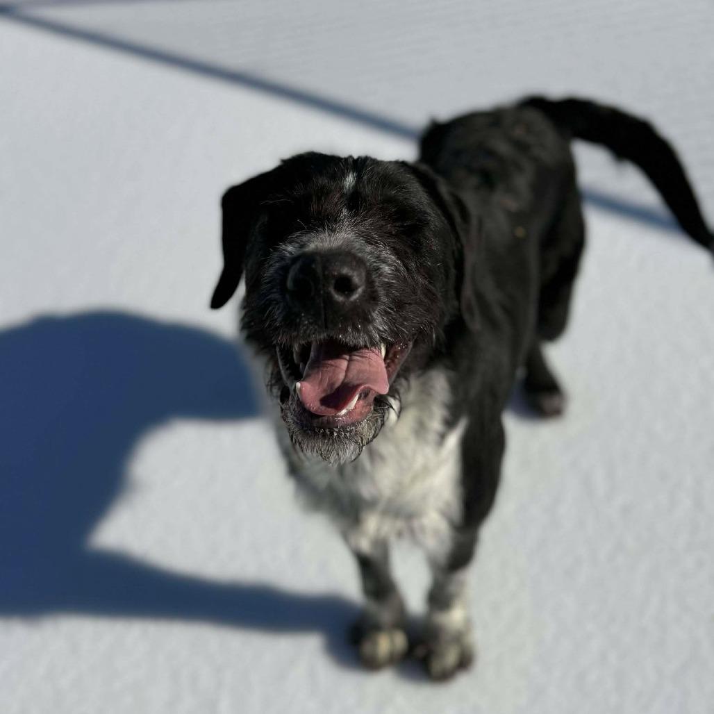 Enlarge Tucker, a Adoptable mixed breed in Martinsville, VA image 4/6