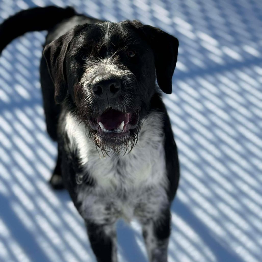 Enlarge Tucker, a Adoptable mixed breed in Martinsville, VA image 5/6