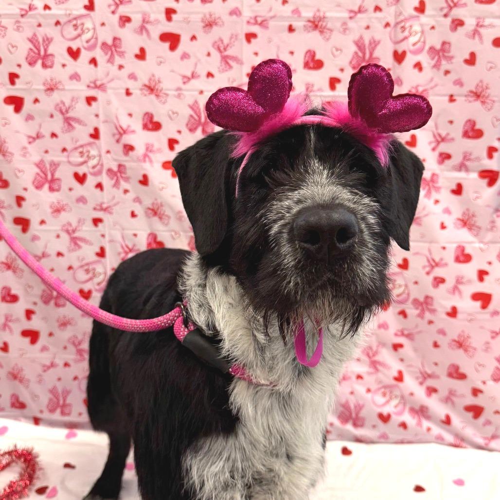 Enlarge Tucker, a Adoptable mixed breed in Martinsville, VA image 5/6