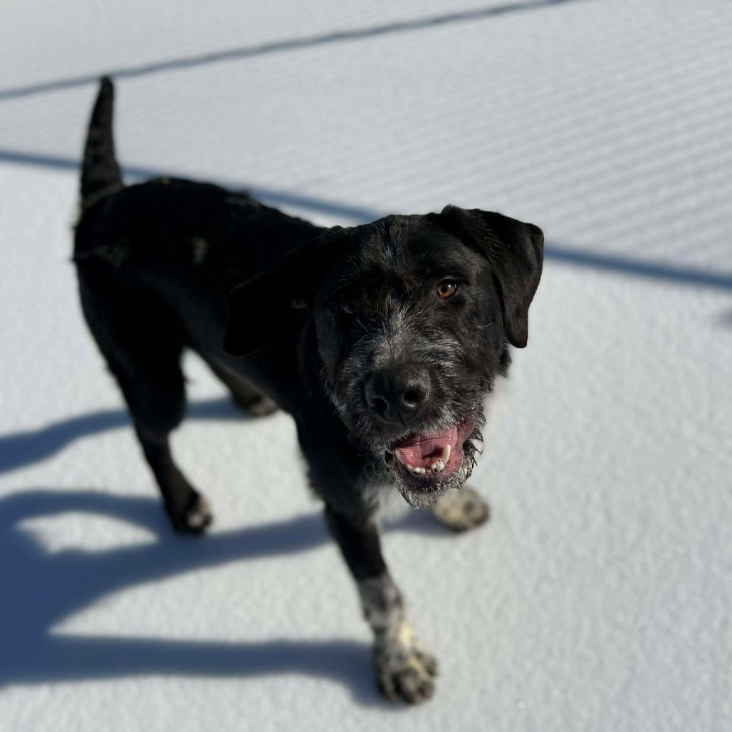 Enlarge Tucker, a Adoptable mixed breed in Martinsville, VA image 6/6