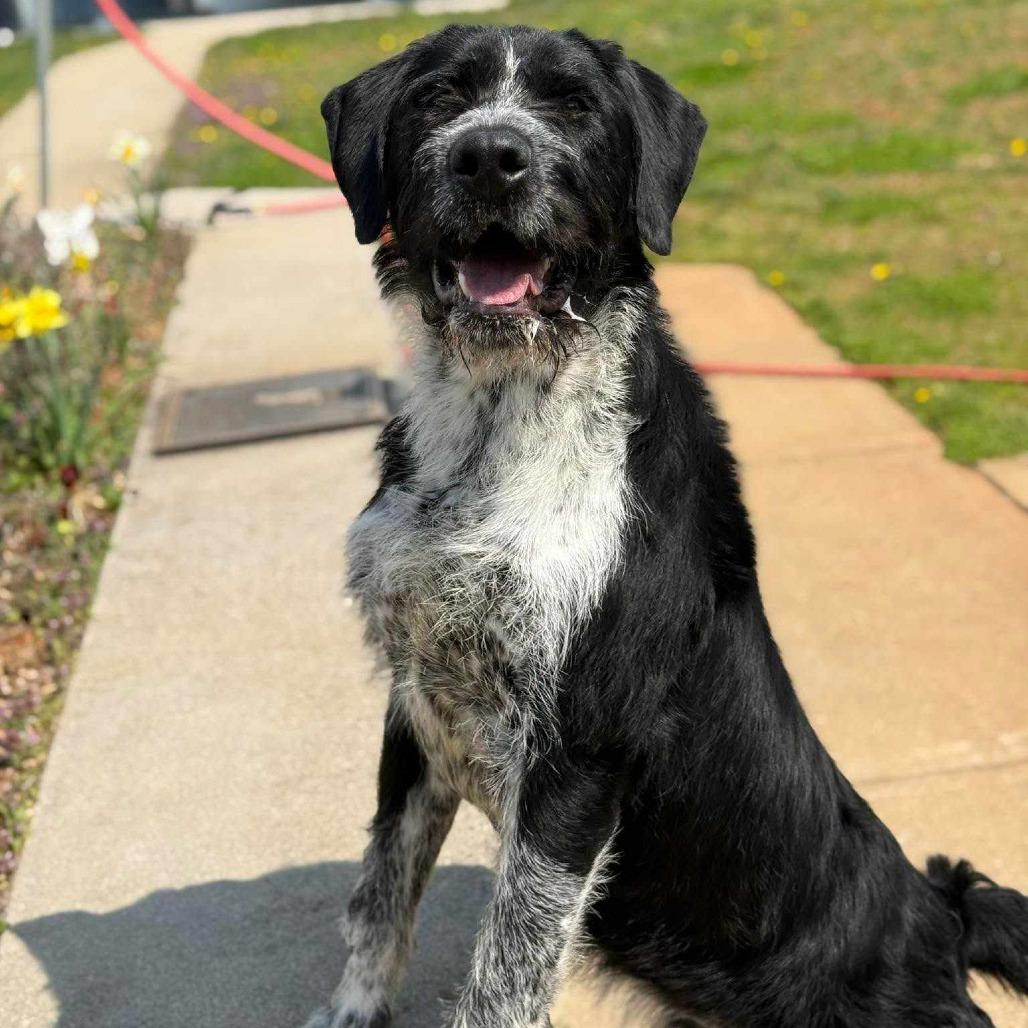 Enlarge Tucker, a Adoptable mixed breed in Martinsville, VA image 6/6